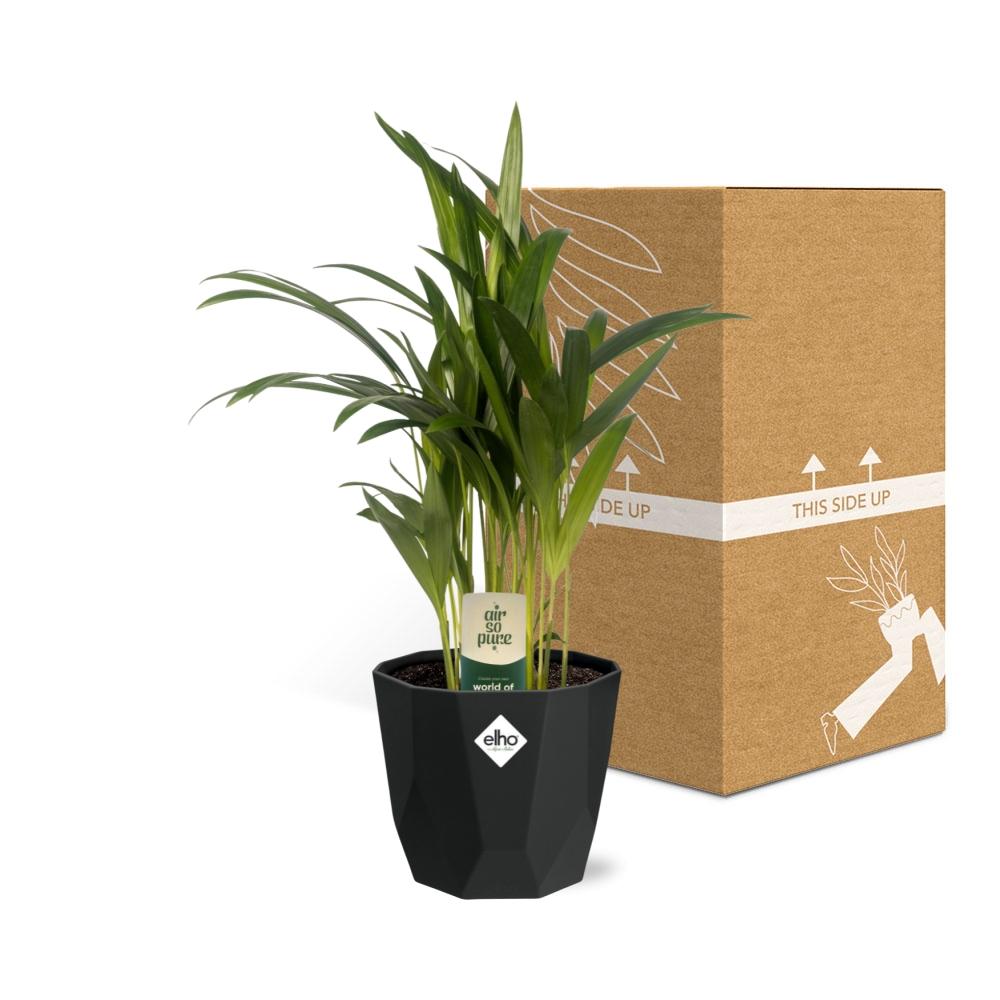 Dypsis Lutescens (Areca) – Stilvolle Bambuspalme 14cm Topf