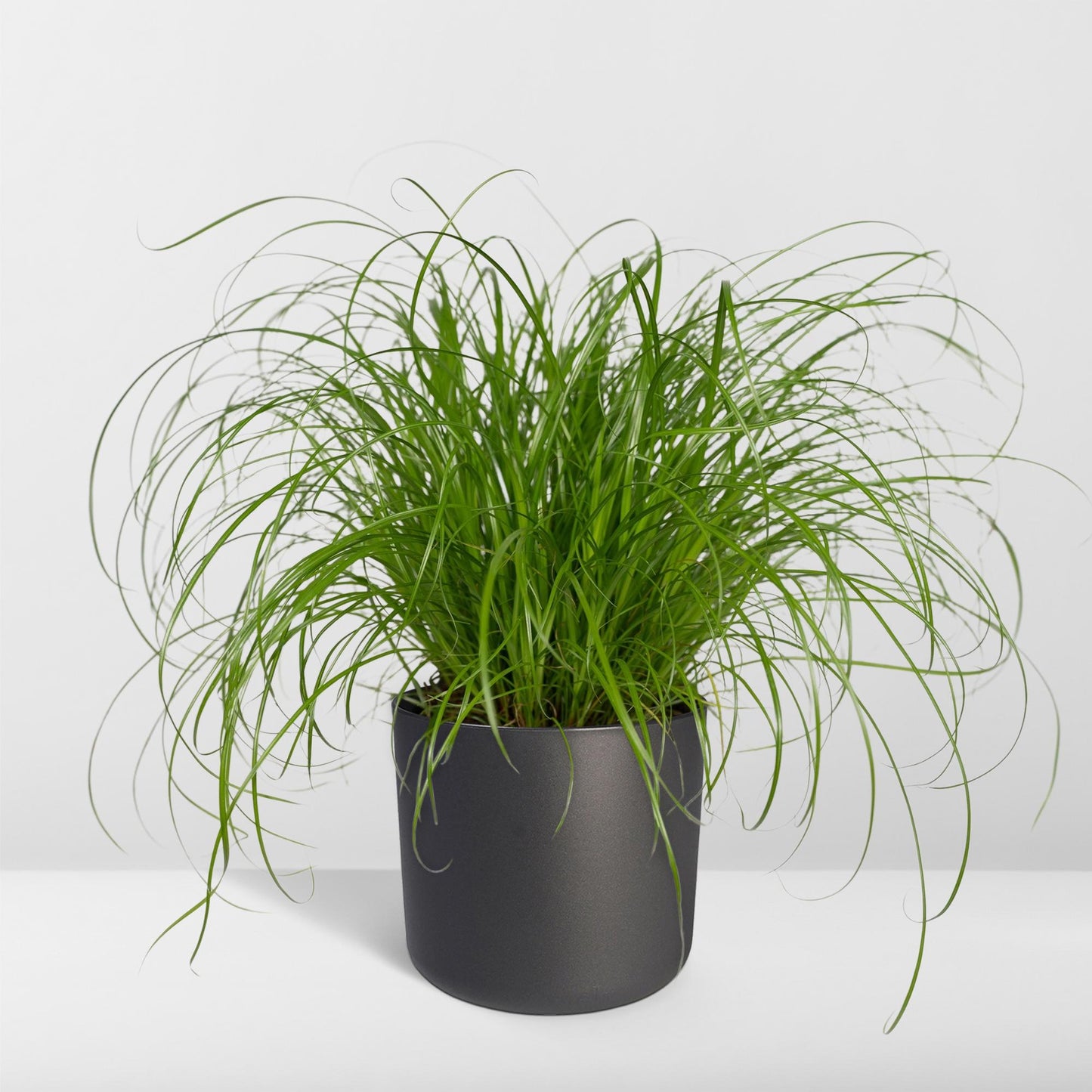 Cyperus Alternifolius – Katzengras Ø12cm, Höhe 20cm