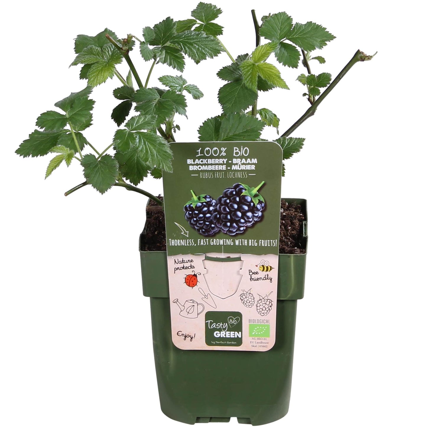 Rubus Lochness Brombeerstrauch Ø13cm, ca. 45cm hoch