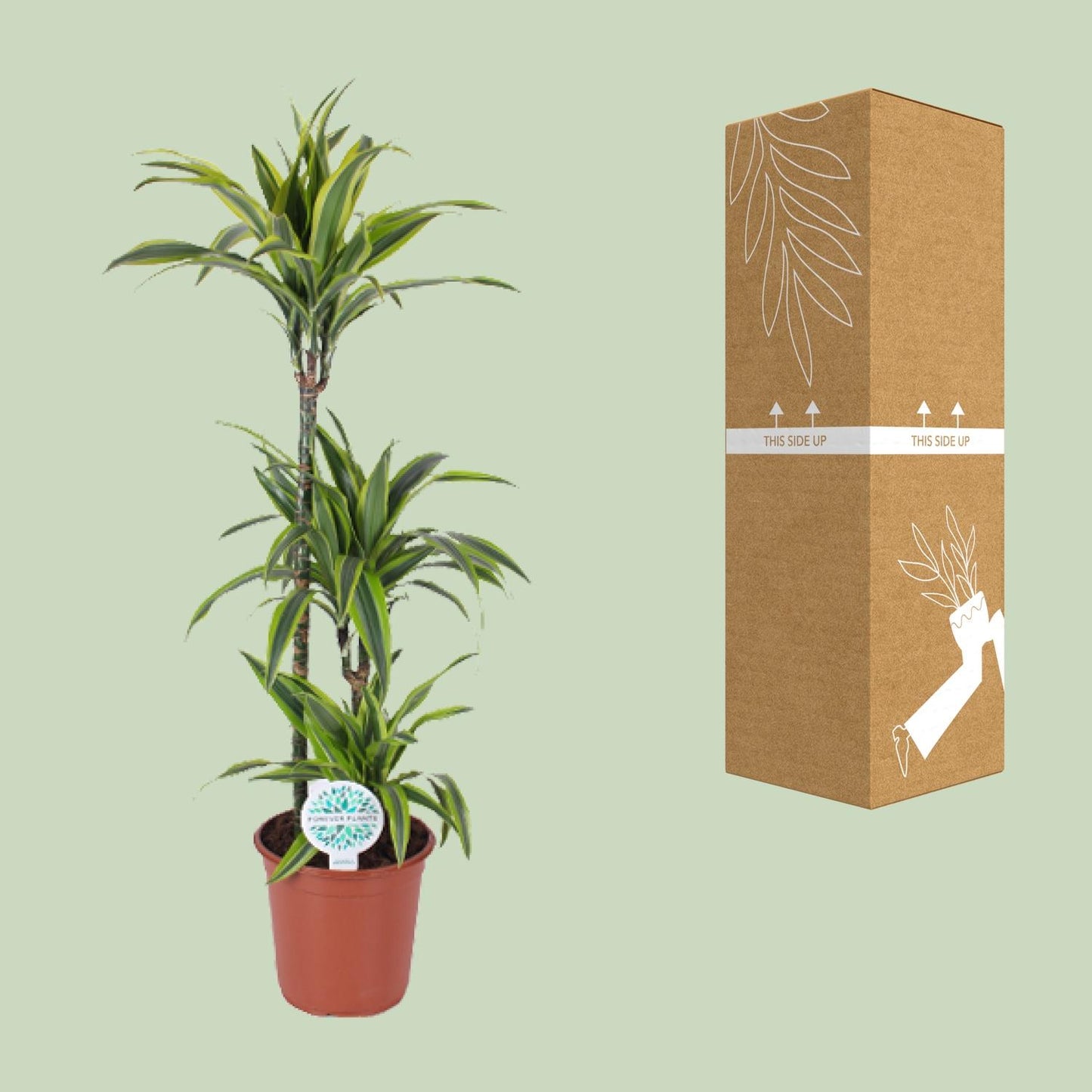 Dracaena Lemon Lime – Pflegeleichter Drachenbaum Ø24cm
