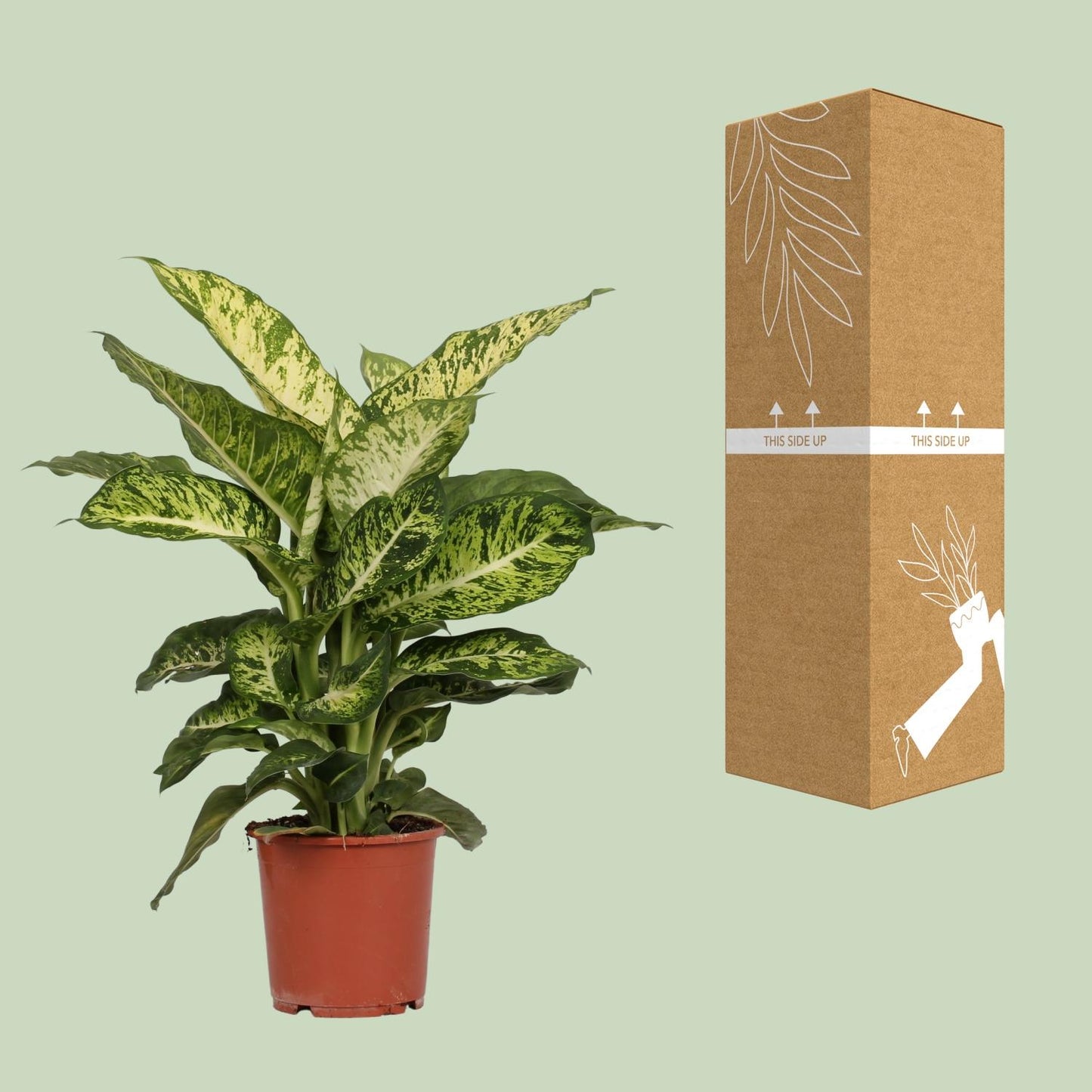 Dieffenbachia Mars – Pflegeleichte Zimmerpflanze Ø17cm
