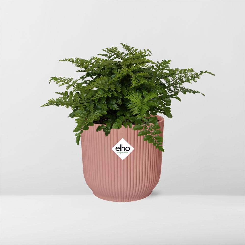 Asplenium Parvati – Eleganter Farn im ELHO Vibes Fold Topf 14cm
