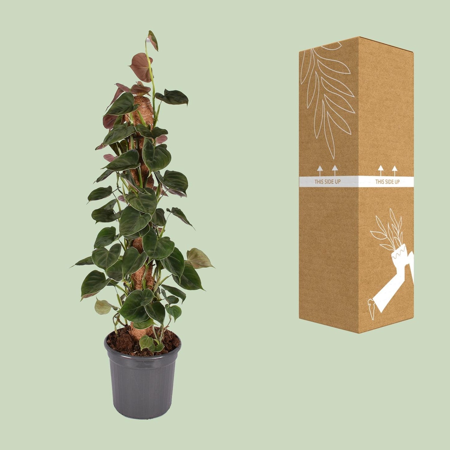 Philodendron Lupinum Mosstok – Pflegeleichte Zimmerpflanze Ø16cm