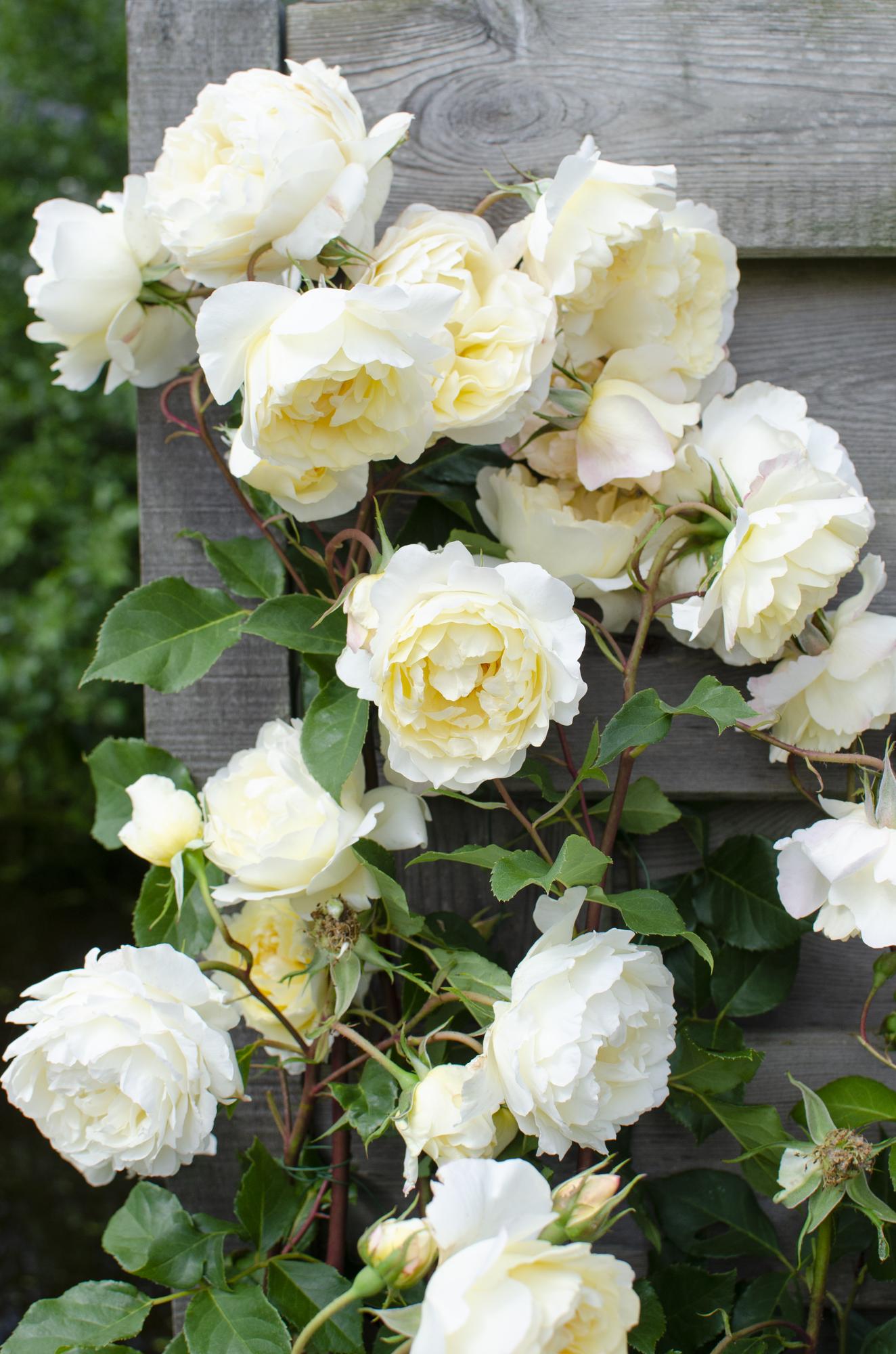 3x Kletterrose ‚Crazy in Love Vanilla‘ Ø15cm, 65cm hoch