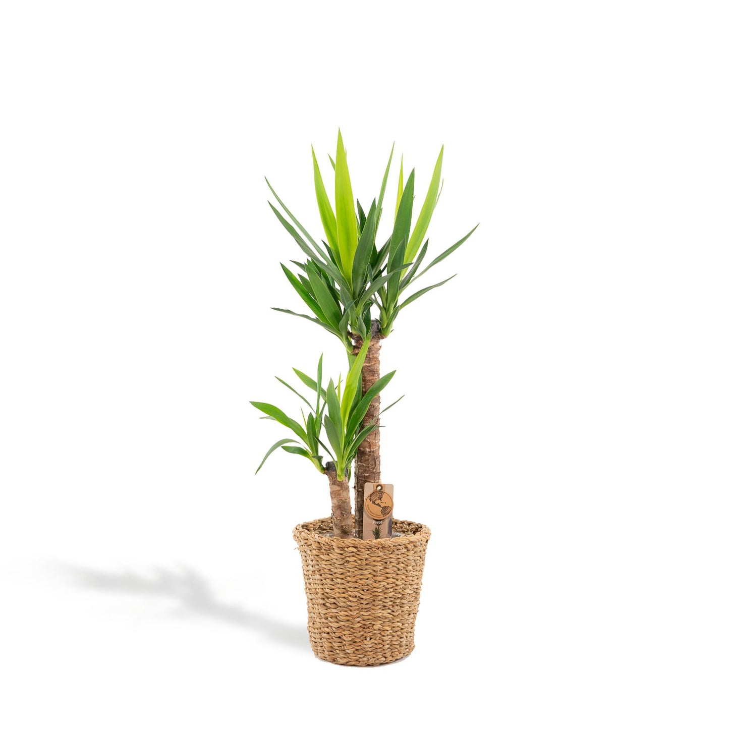 Yucca Palmlilie mit Korb – 100 cm – Ø21 cm
