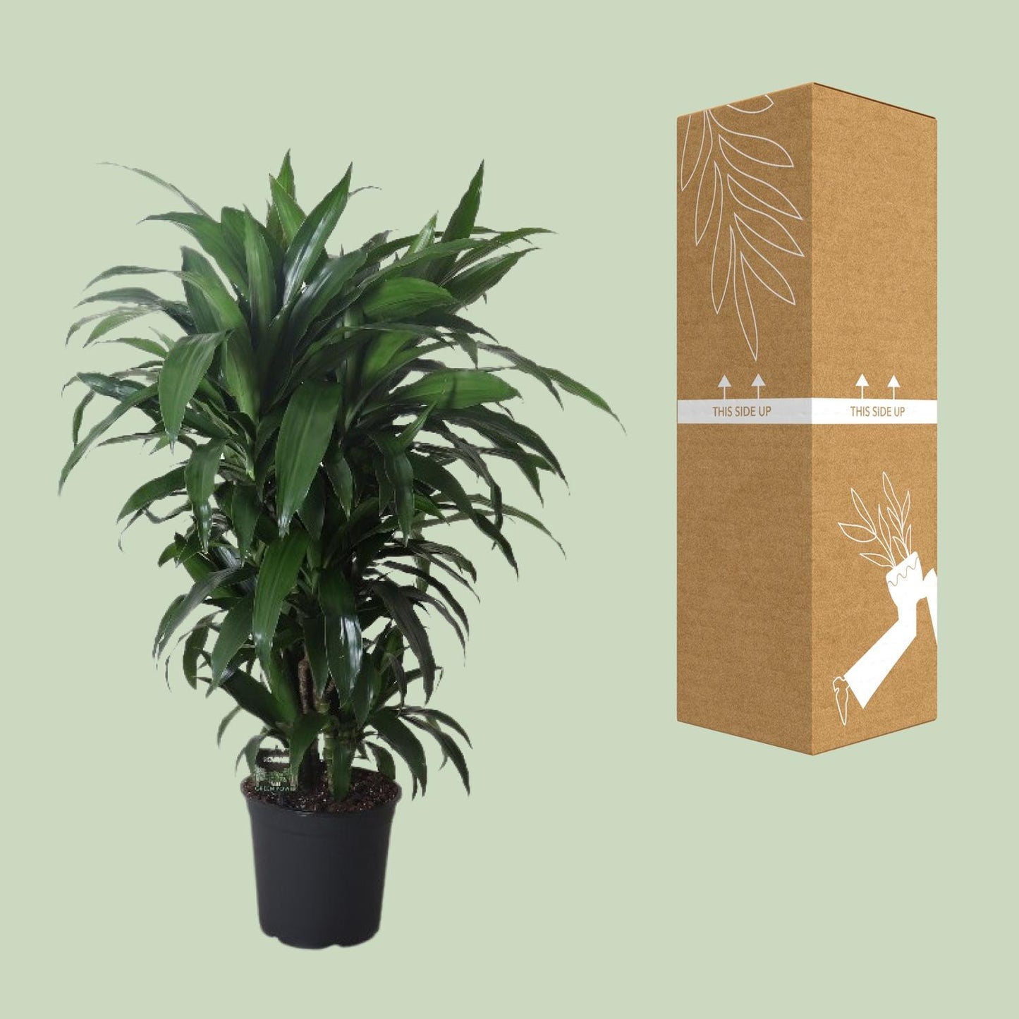 Dracaena Janet Craig – Eleganter Drachenbaum Ø27cm, 120cm hoch
