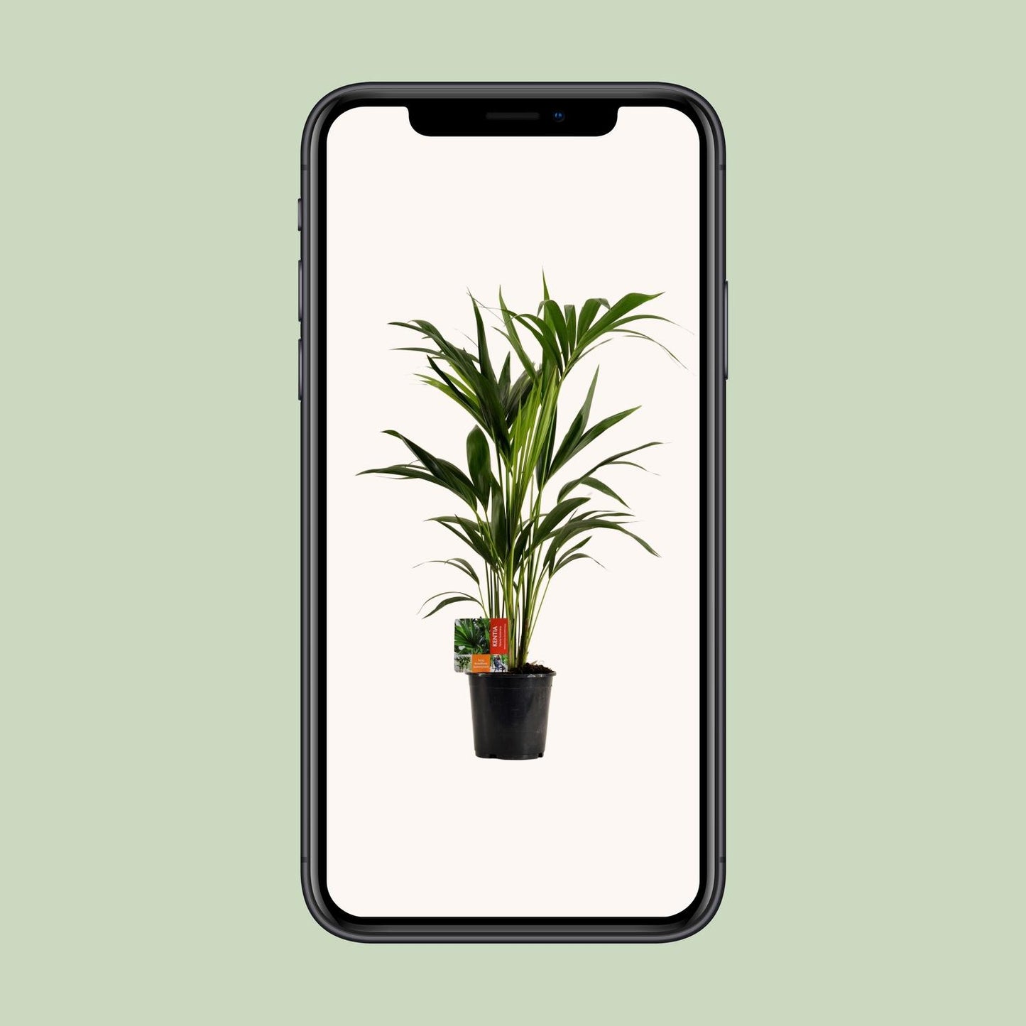 Kentia-Palme (Howea Forsteriana) – Ø19cm, ca. 100cm hoch