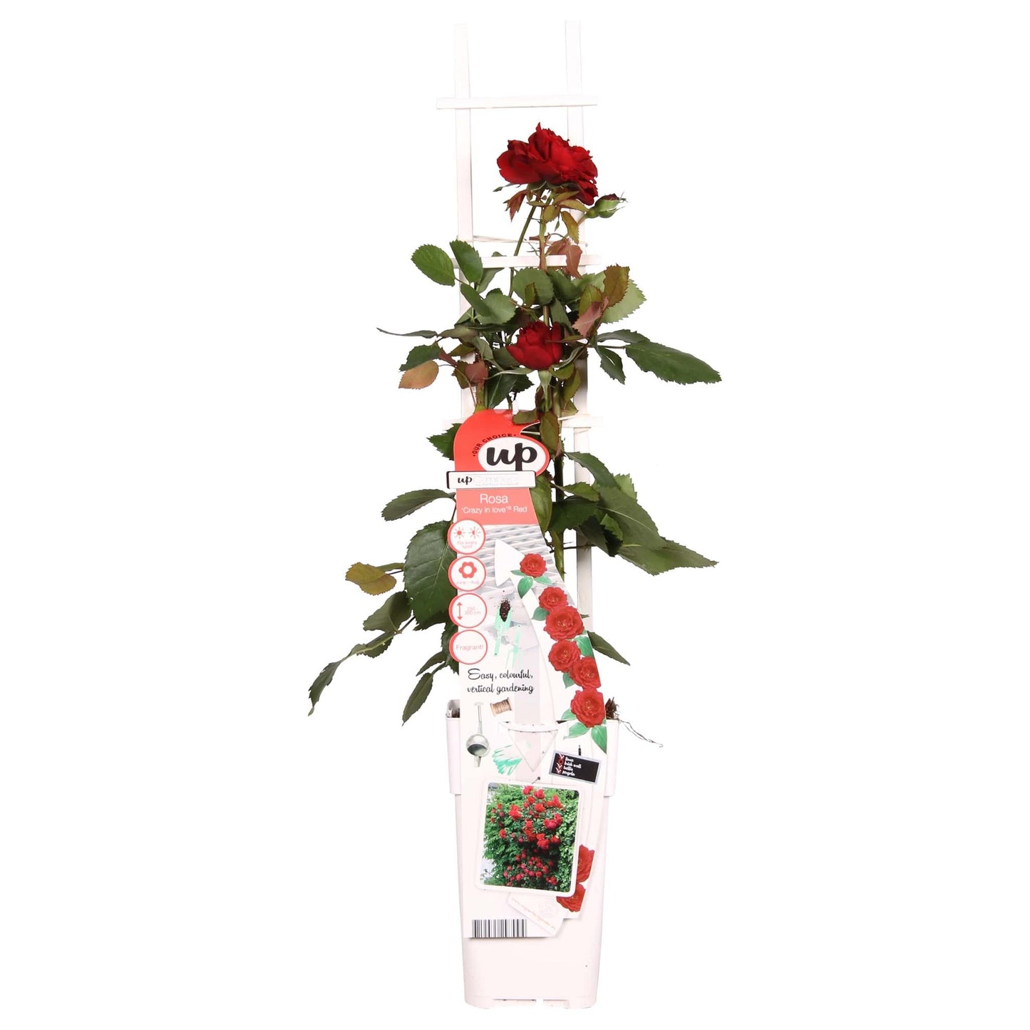 Rosa Crazy in Love 'Red' – Rote Rose Ø15cm, Höhe 65cm