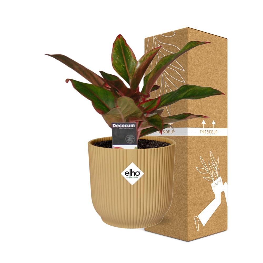 Aglaonema Crete – Pflegeleichte Zimmerpflanze im ELHO Vibes Fold Topf 14cm
