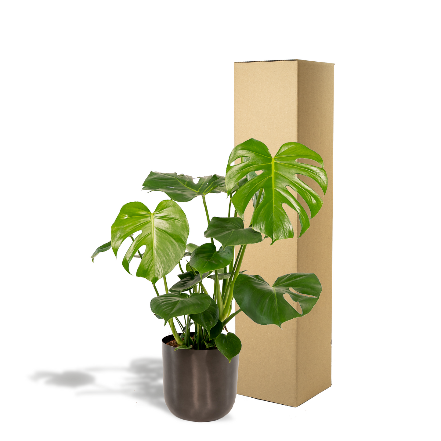 Monstera Deliciosa – Trendiges Fensterblatt Ø21cm, 80cm hoch