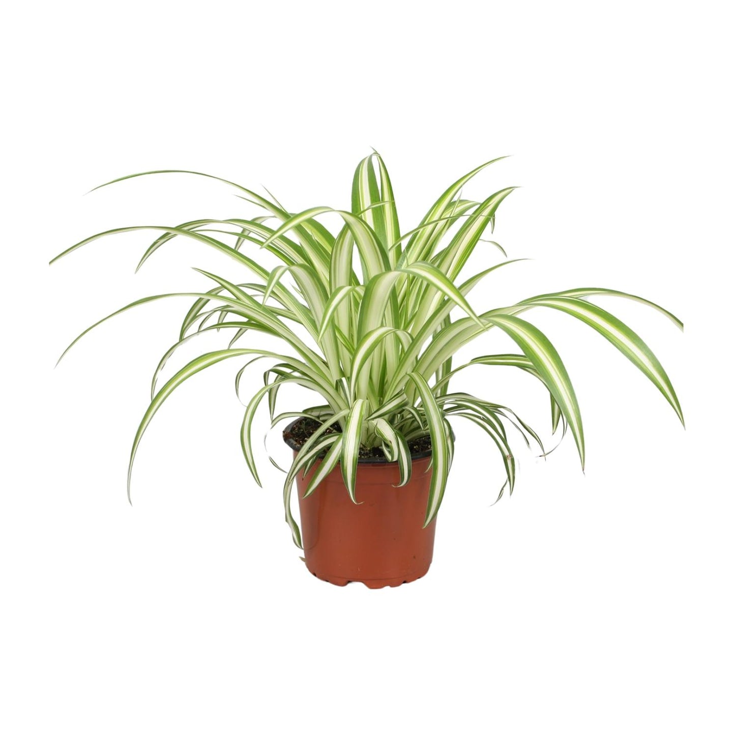 Chlorophytum Spider-Pflanze Ø12cm, 25cm hoch