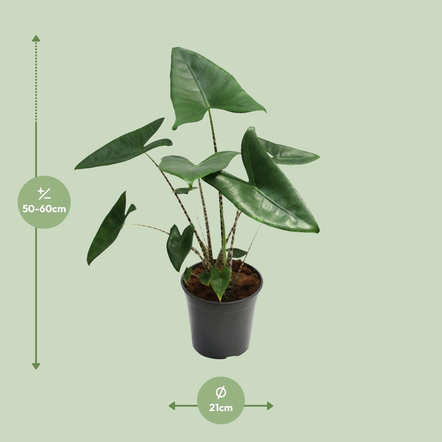 Alocasia Zebrina – Exotische Zimmerpflanze Ø21cm, 80cm hoch