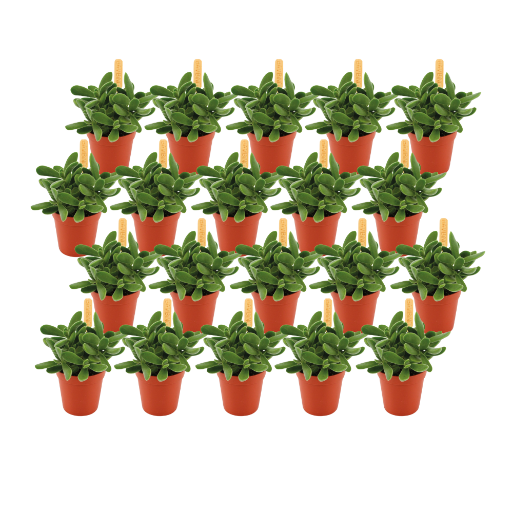 Crassula Stretto – 20er Set pflegeleichte Sukkulenten Ø5,5cm