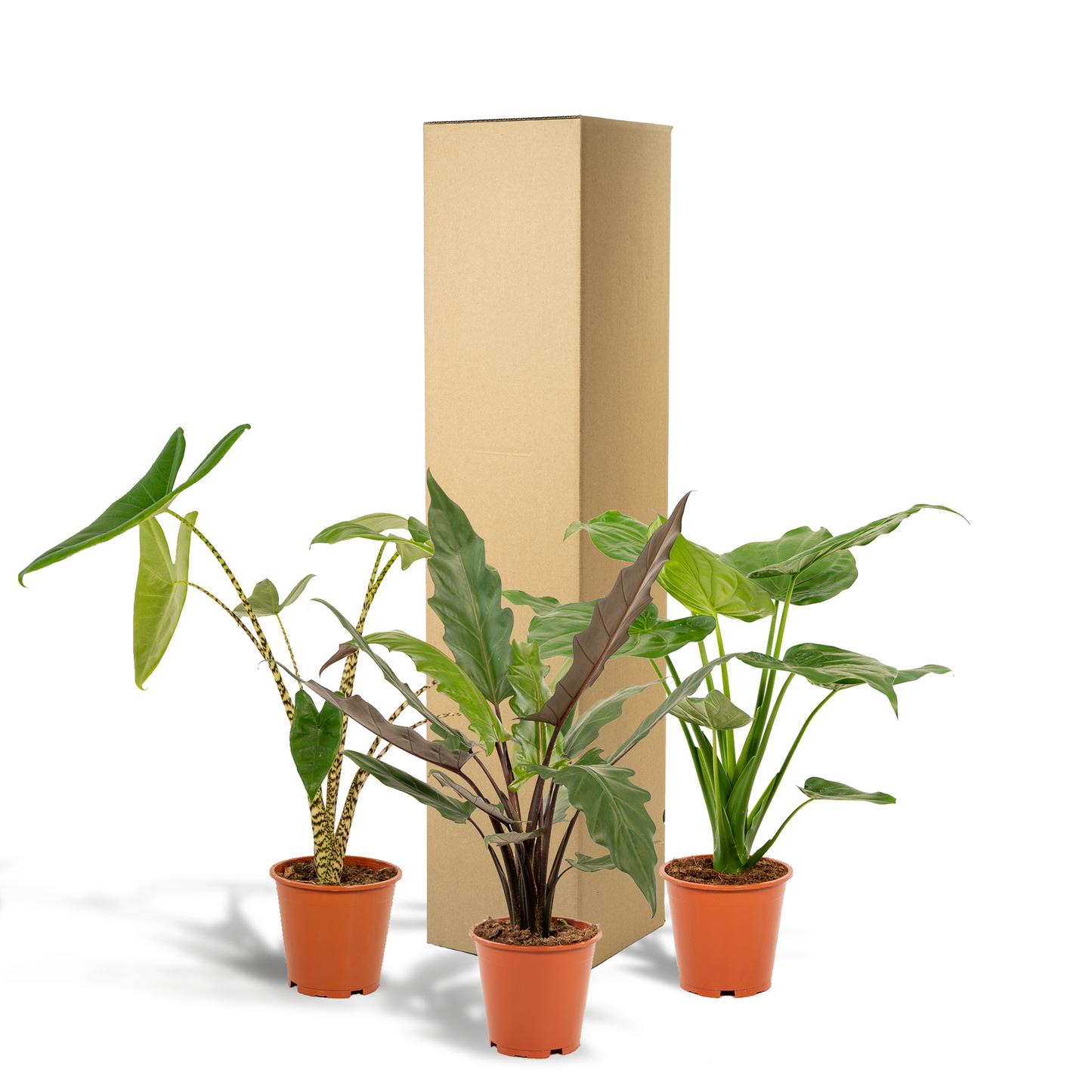 Alocasia Zebrina, Cucullata & Lauterbachiana – 3er Set Ø19cm