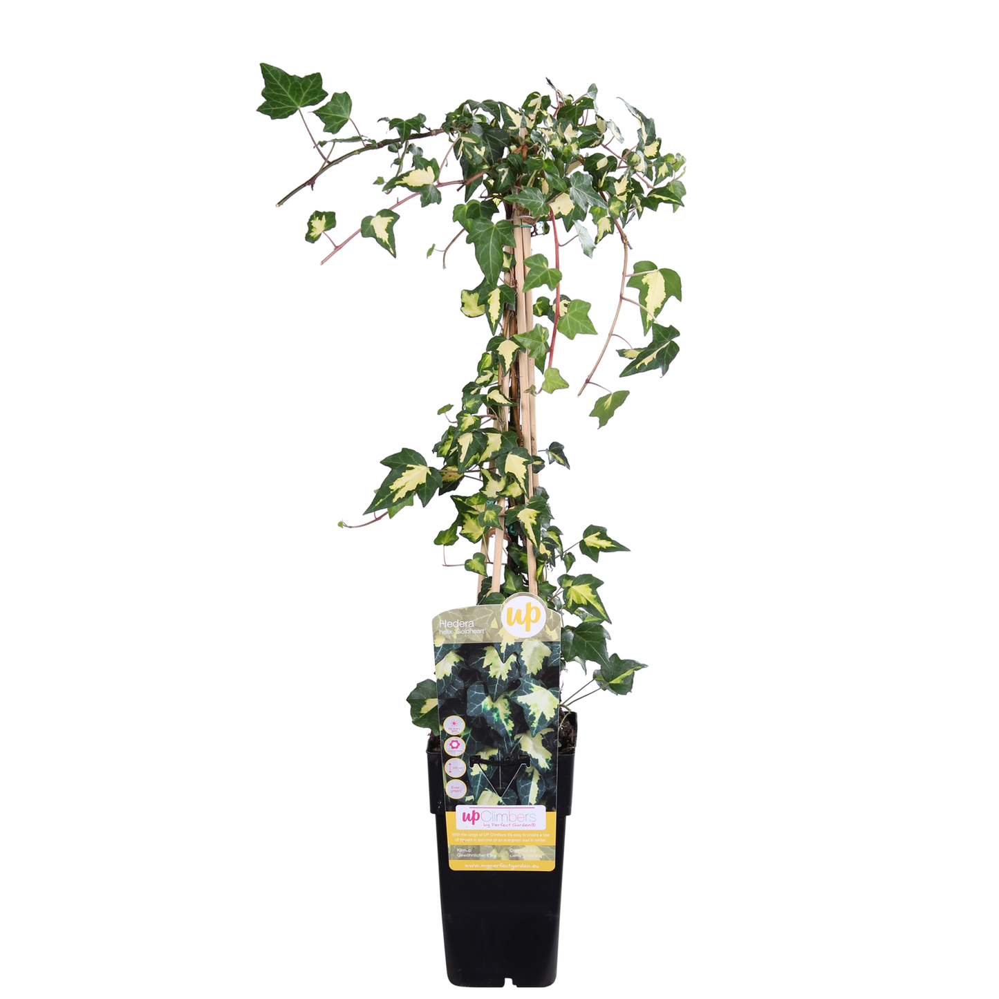 Hedera colchica 'Dentata Variegata' – pflegeleichte Efeutute Ø15cm