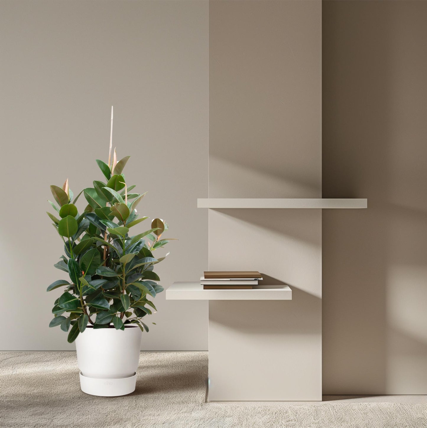 Ficus Robusta vertakt – 150 cm, ø38 cm, pflegeleicht