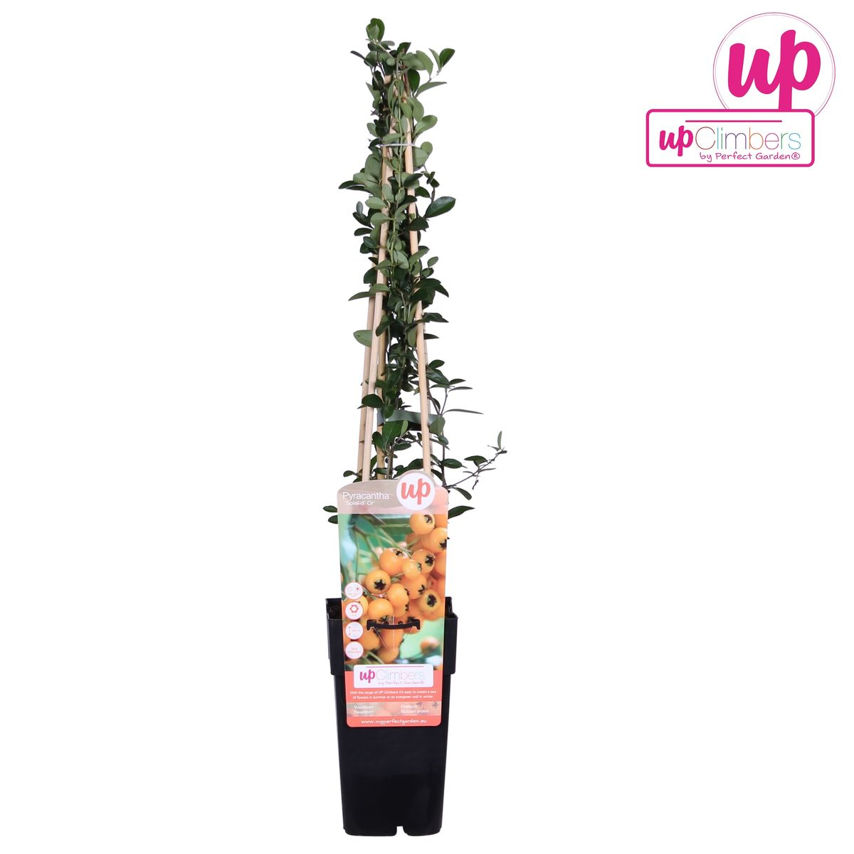 Pyracantha 'Soleil dOr' – Pflegeleichter Zierstrauch Ø15cm