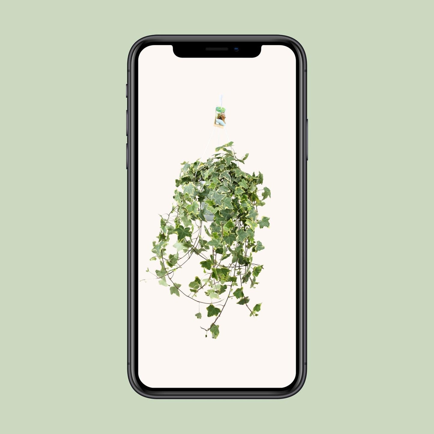 Hedera Helix Gold Child – XXL Hängepflanze Ø24cm