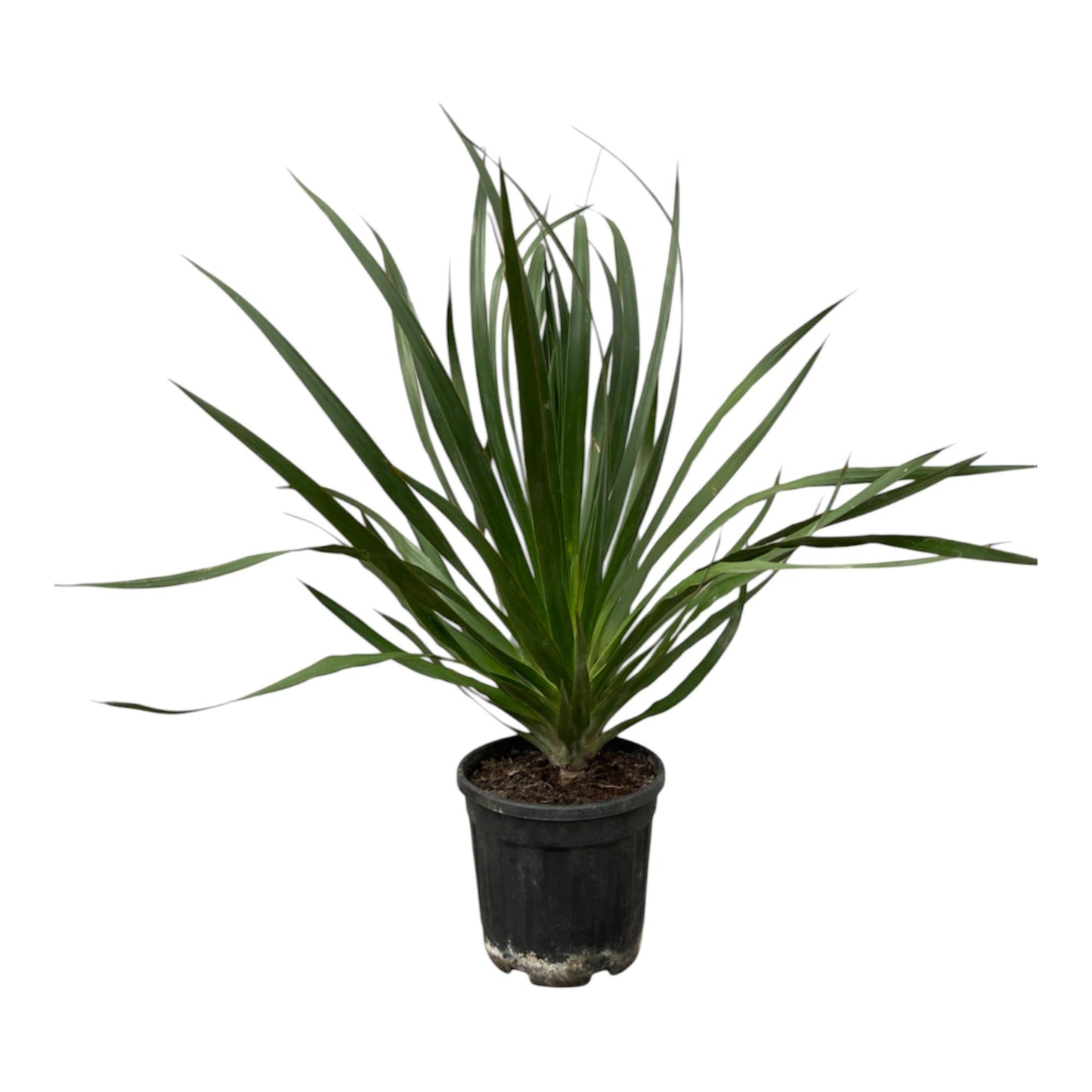 Dracaena Draco – Exotischer Drachenbaum 100 cm