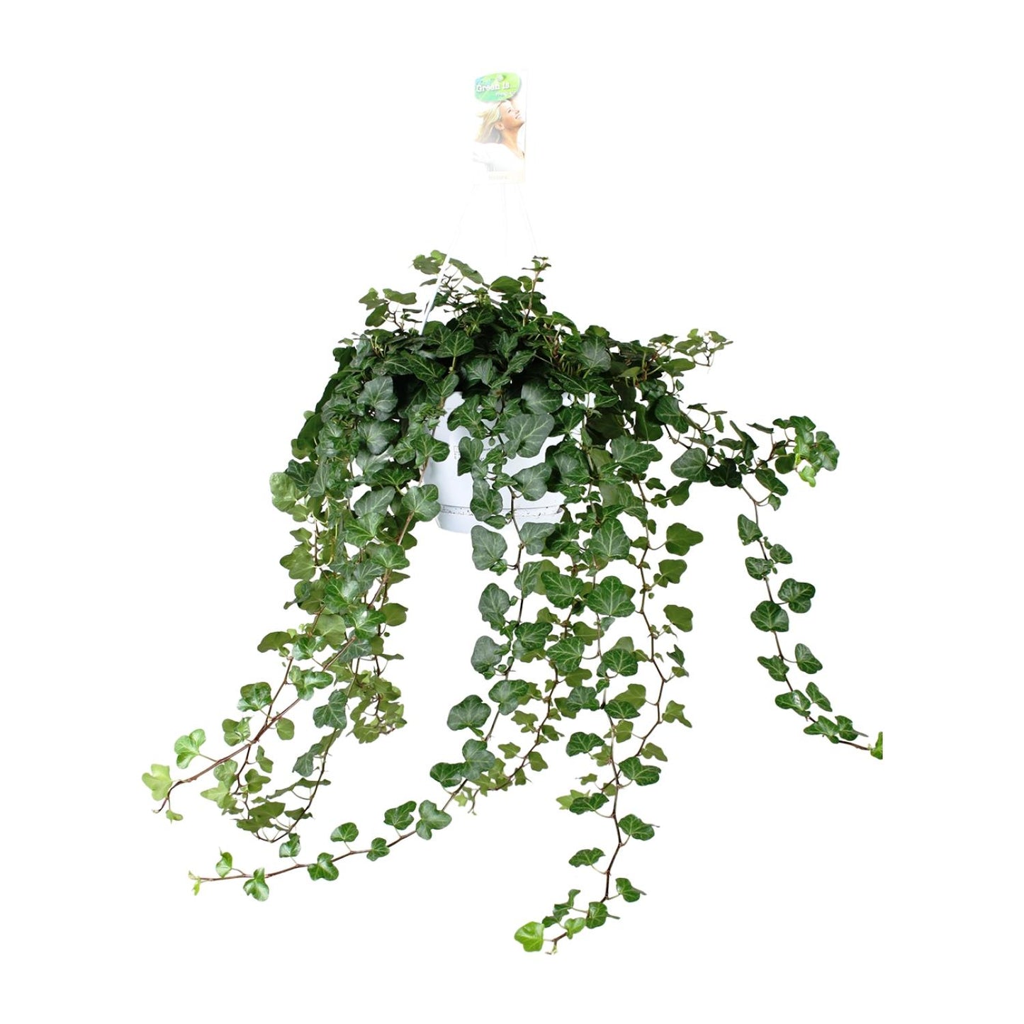 Hedera Helix Wonder Green – Stilvolle Kletterpflanze Ø24cm