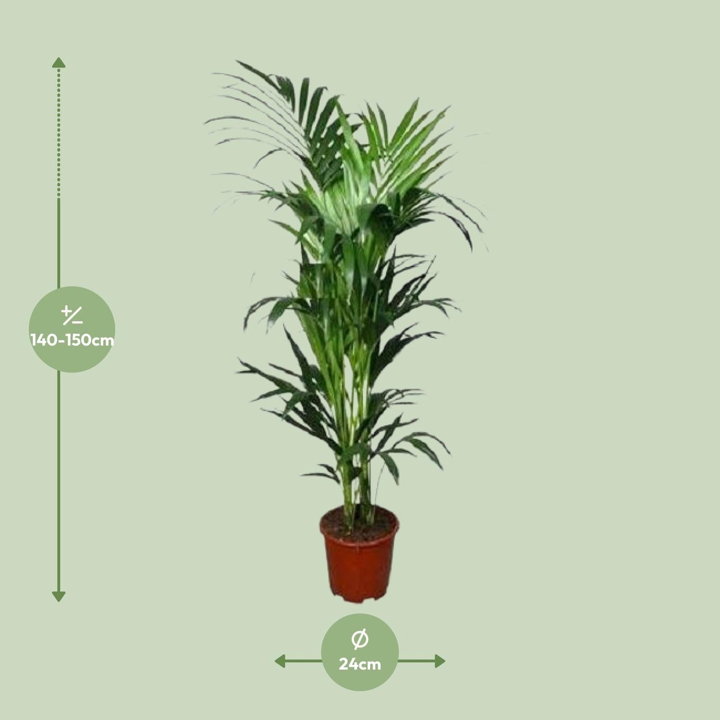 Howea forsteriana – elegante Kentia-Palme Ø24cm, 150cm hoch