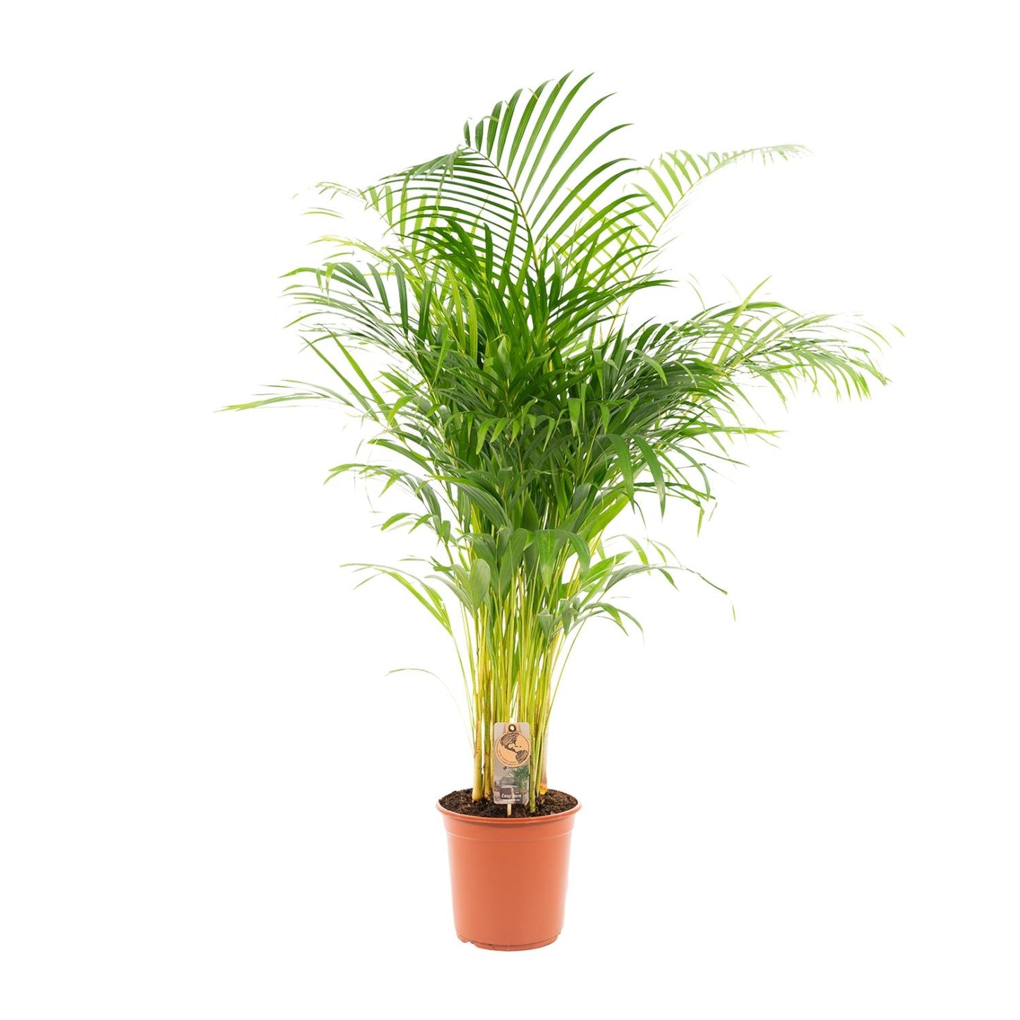 Areca-Palme Ø21cm – Luftreinigende Goldfruchtpalme bis 130cm