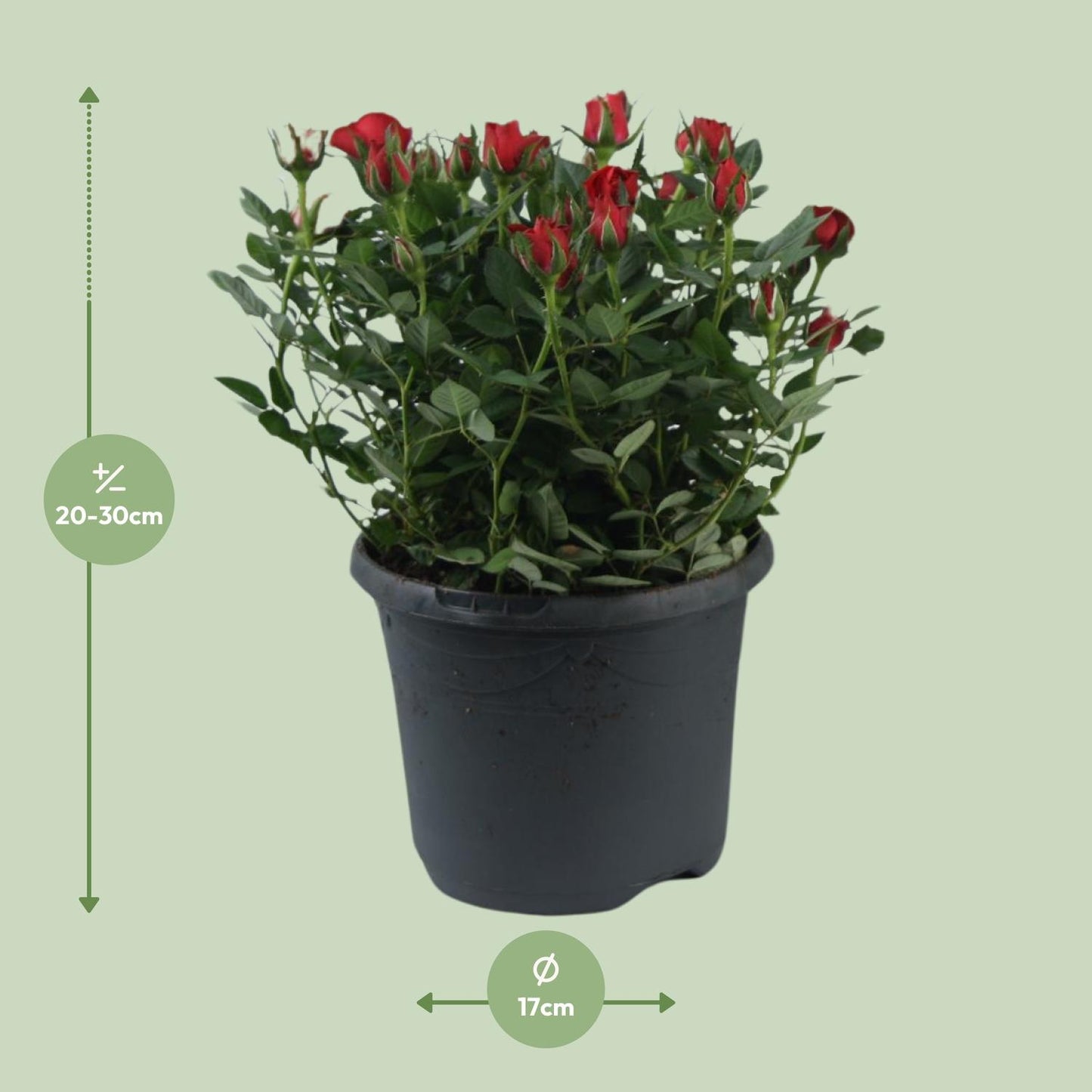 Rosa Jewel Patio Hot - Topfrose Ø17cm, Höhe 30cm
