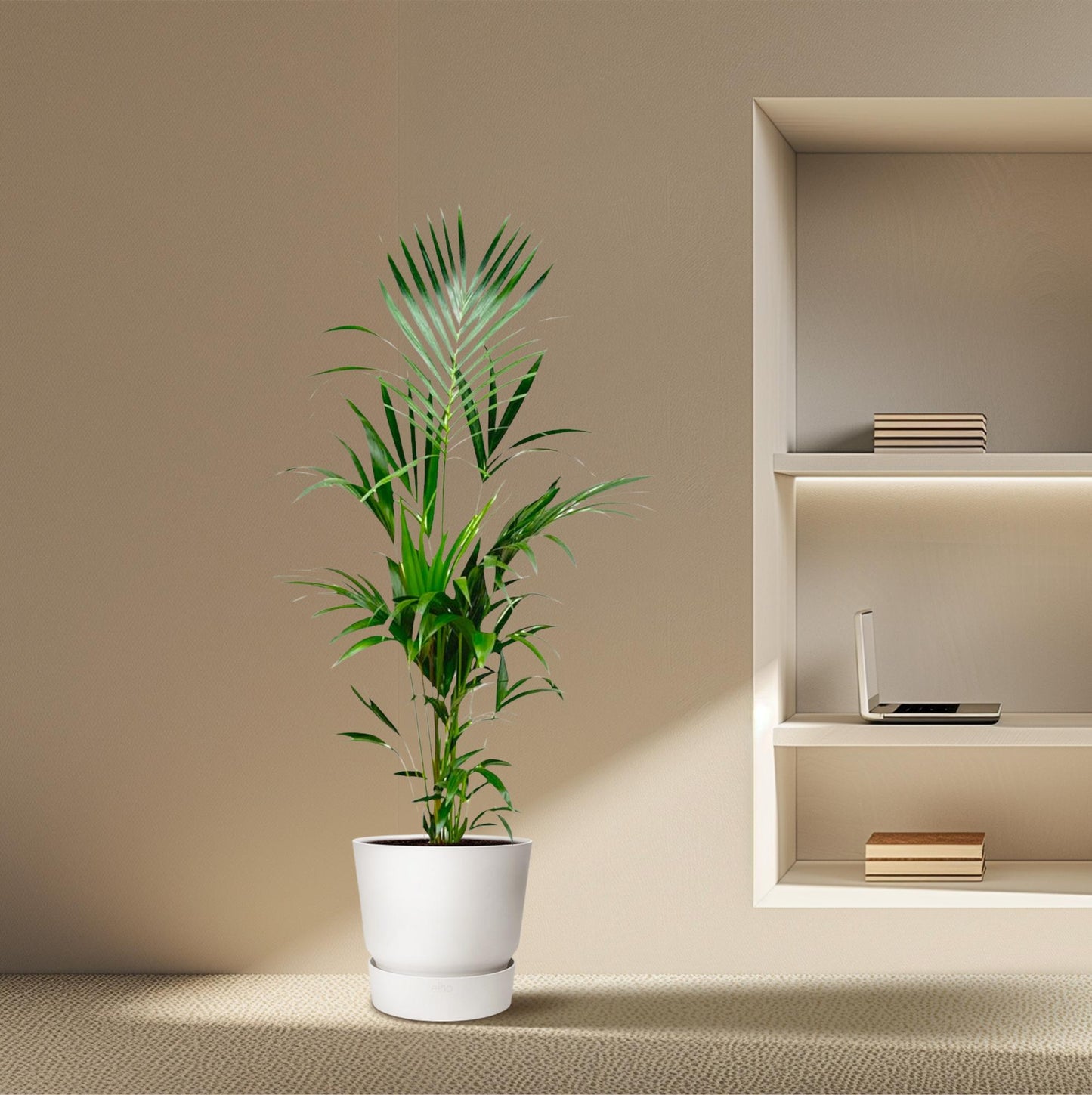 Kentia-Palme – 180 cm – pflegeleicht & elegant