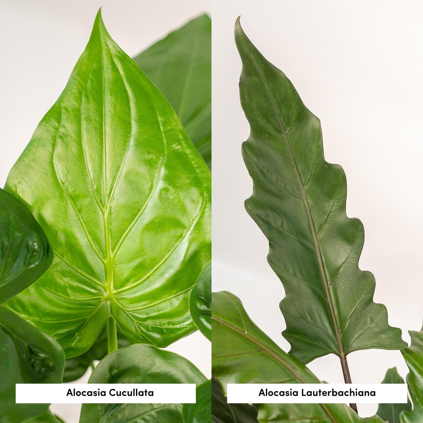 Alocasia Cucullata & Lauterbachiana im Korb Ø19cm Set