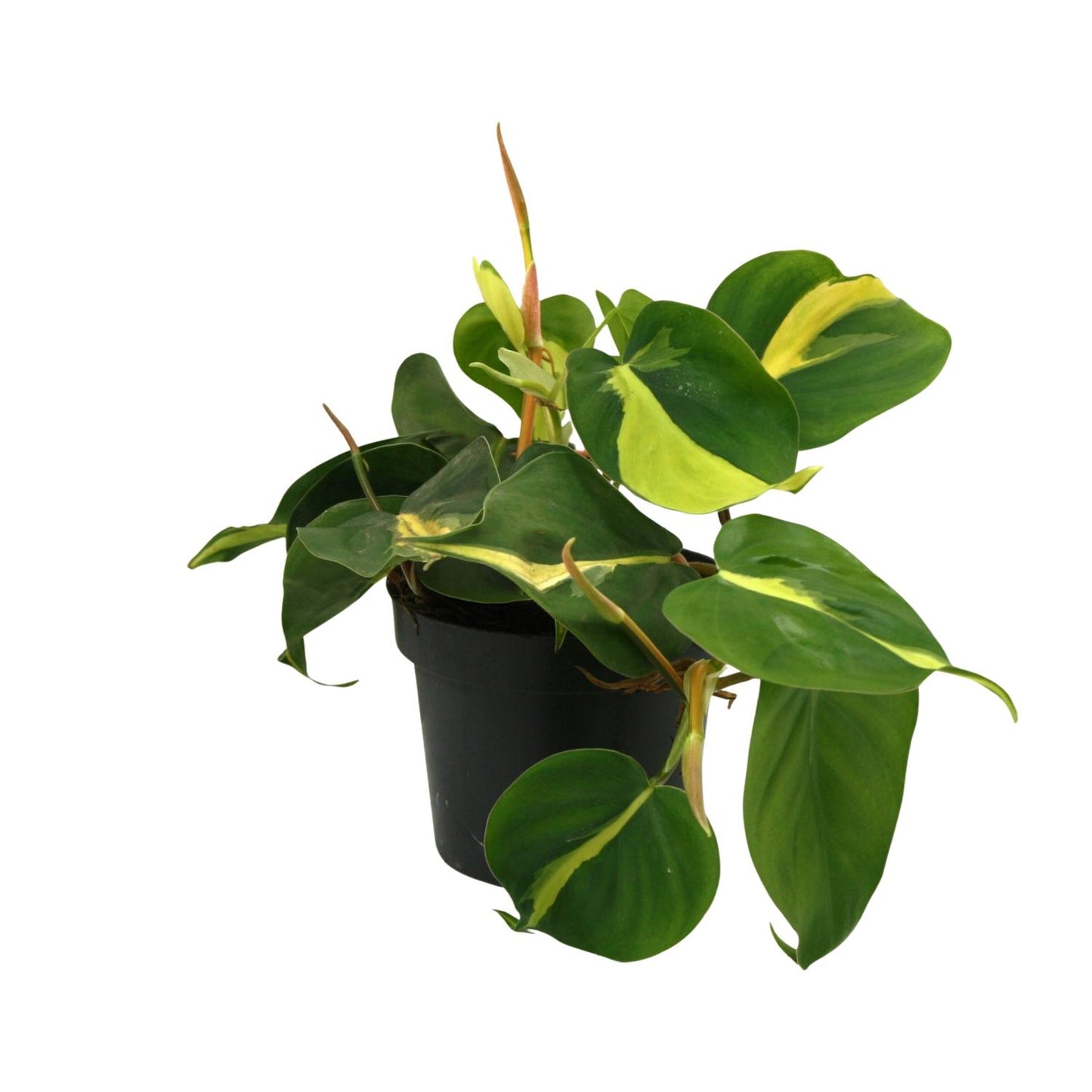 Lophospermum Brasil Scandens – Kompakte Kletterpflanze Ø12cm
