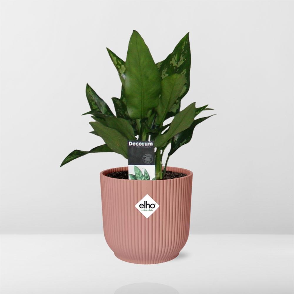 Aglaonema Maria – Pflegeleichte Zimmerpflanze im ELHO Vibes Fold 14cm Topf