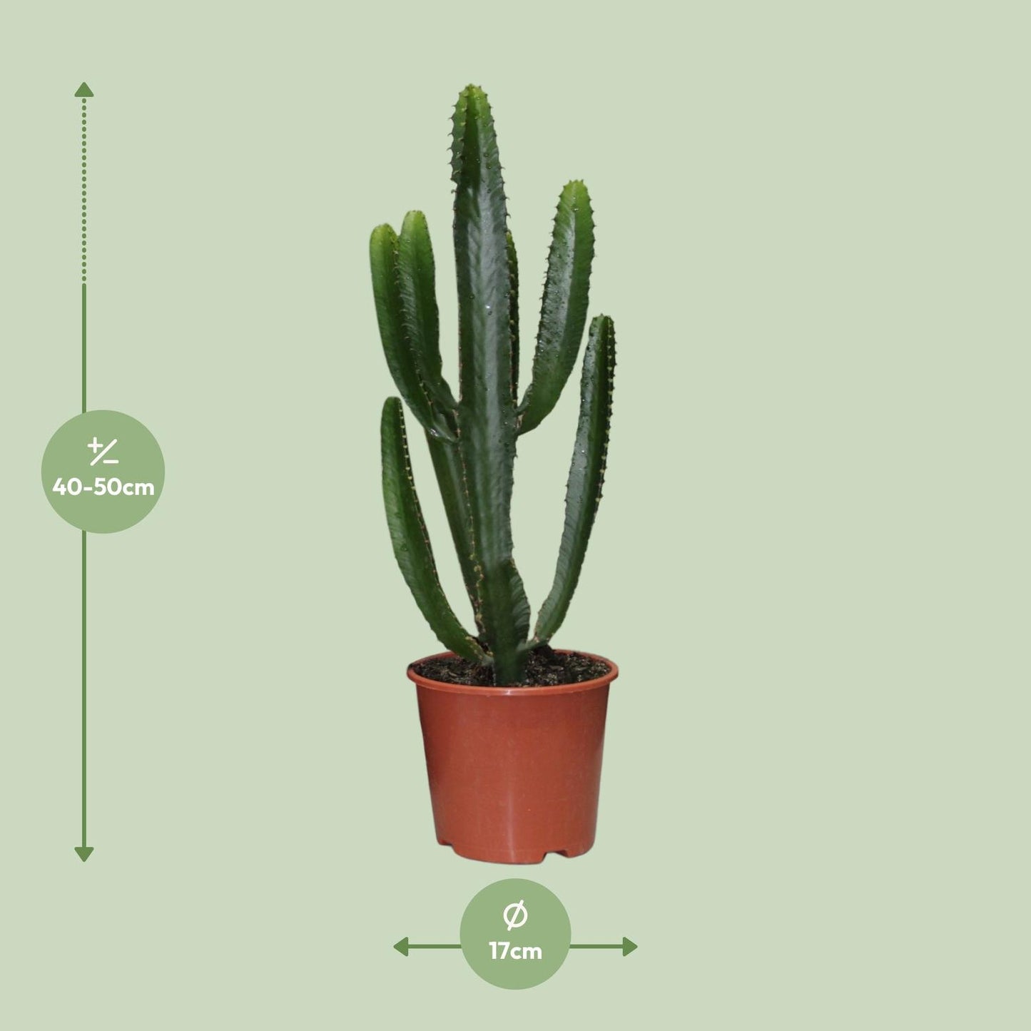Euphorbia Triangularis – Stilvolle, pflegeleichte Zimmerpflanze Ø17cm