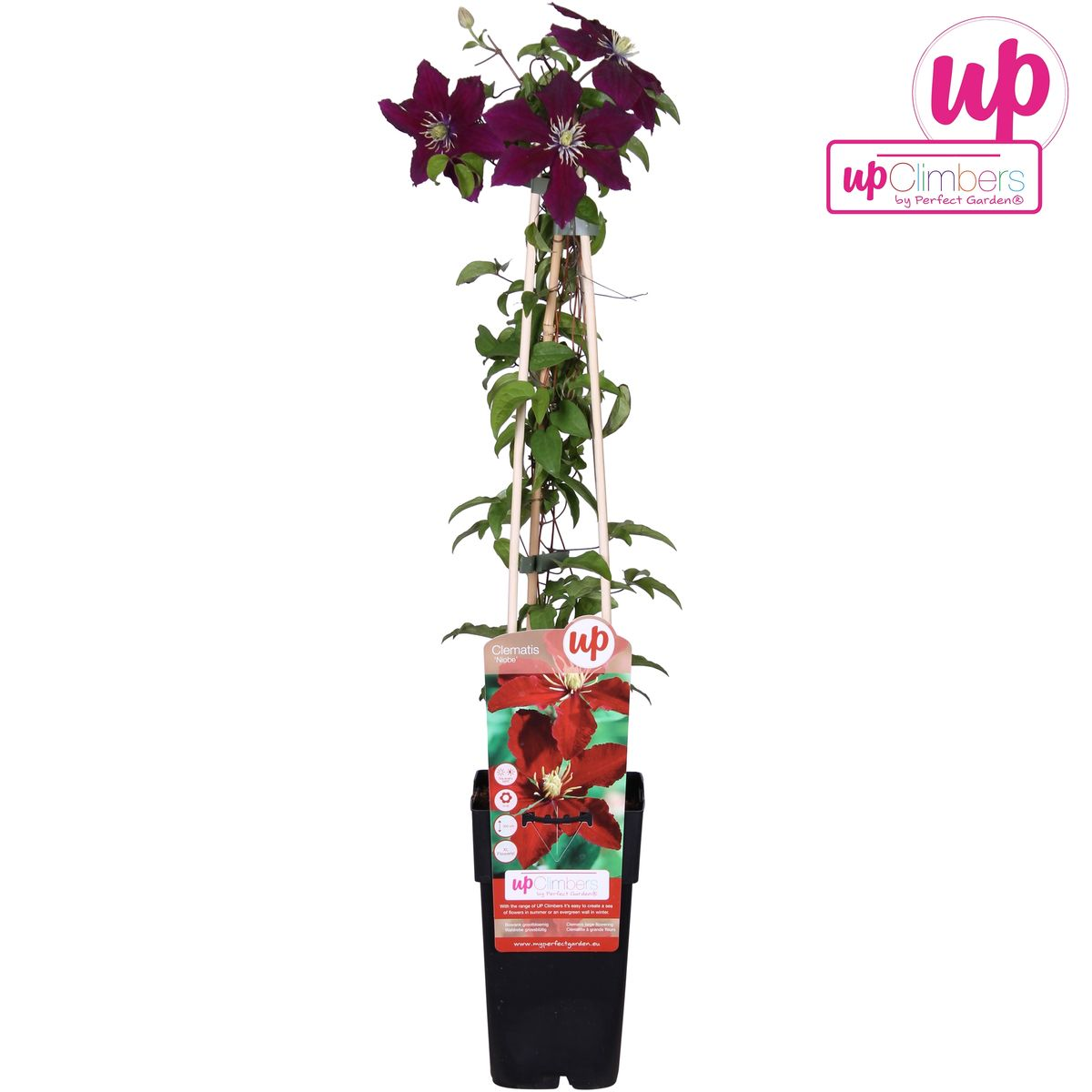 Clematis Niobe – Große rote Kletterpflanze Ø15cm