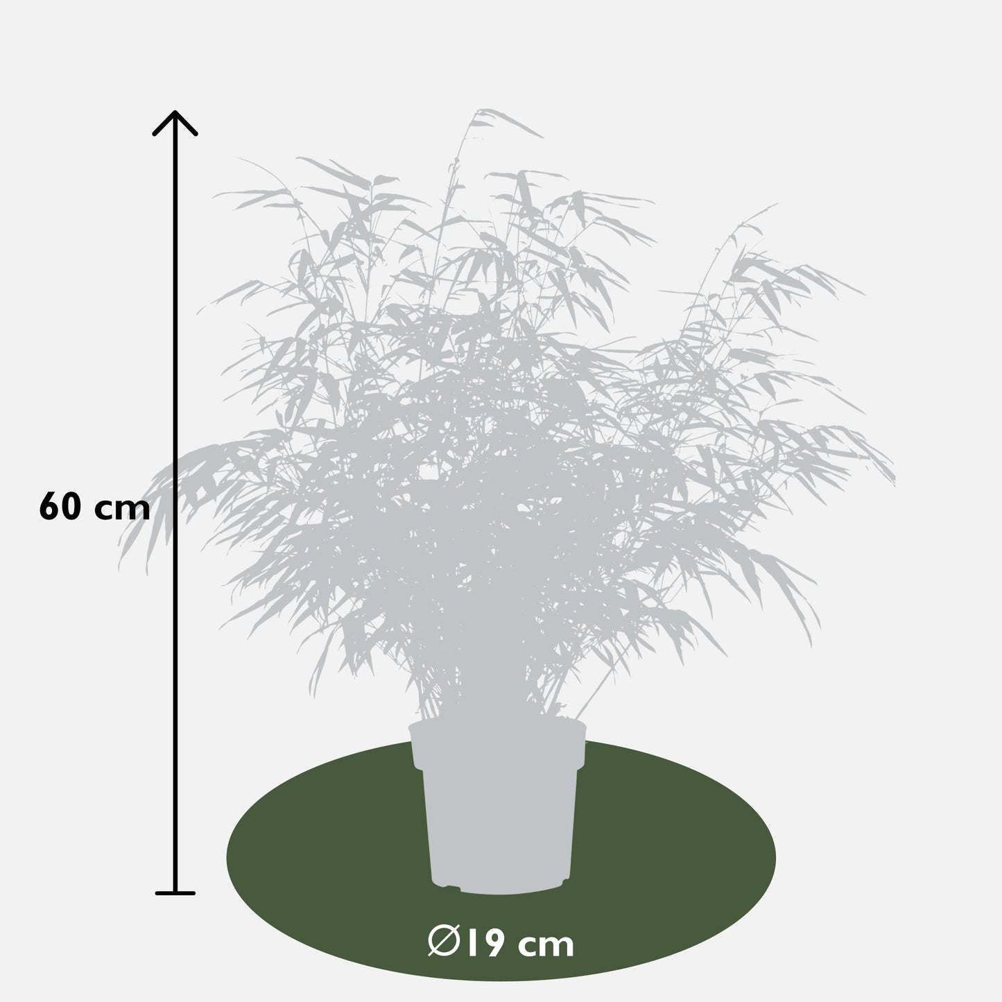 2x Fargesia rufa - Kompakter Bambus Ø19cm, 60cm Höhe