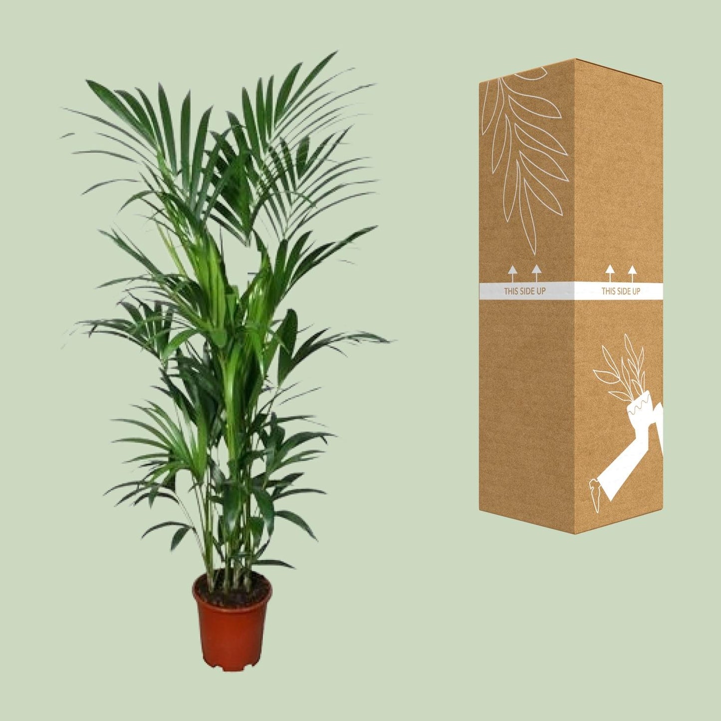 Kentia-Palme Howea – Ø27cm Topf, ca. 180cm hoch