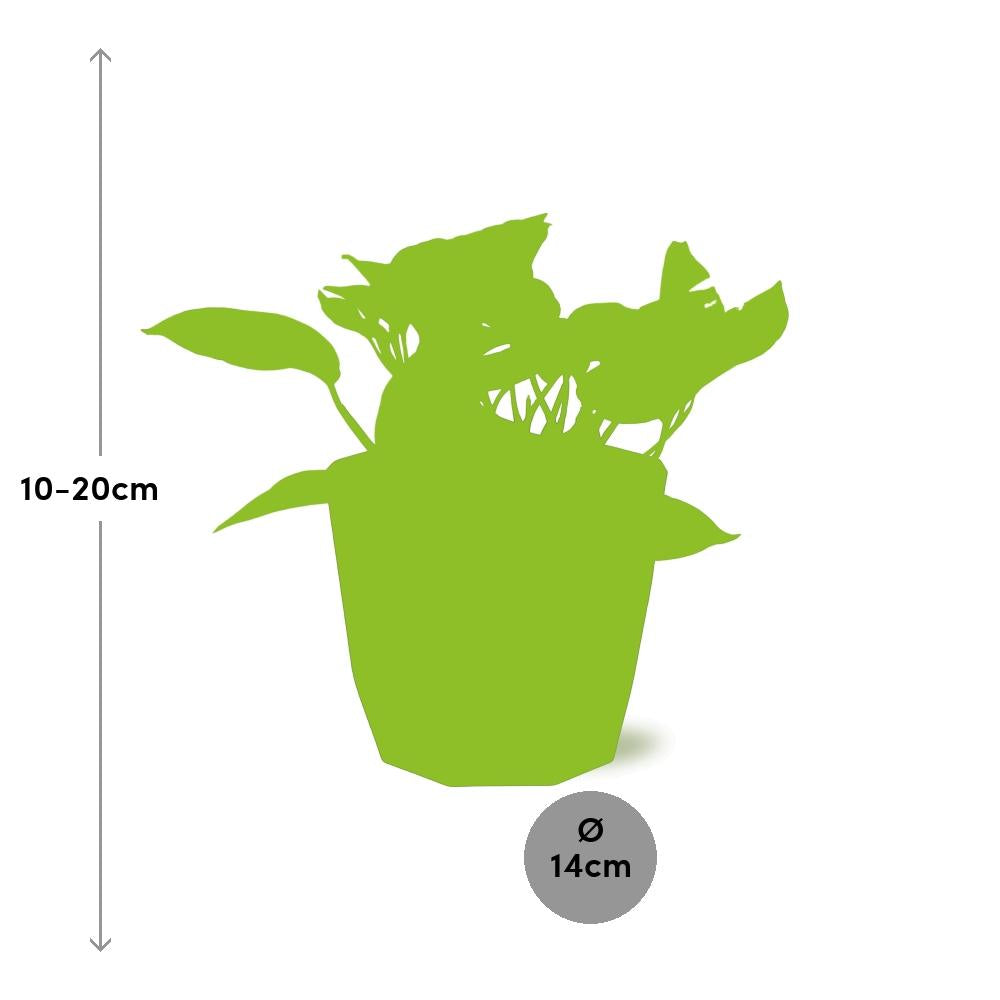 Scindapsus Marble Queen – Pflegeleichte Efeutute in 14cm Topf