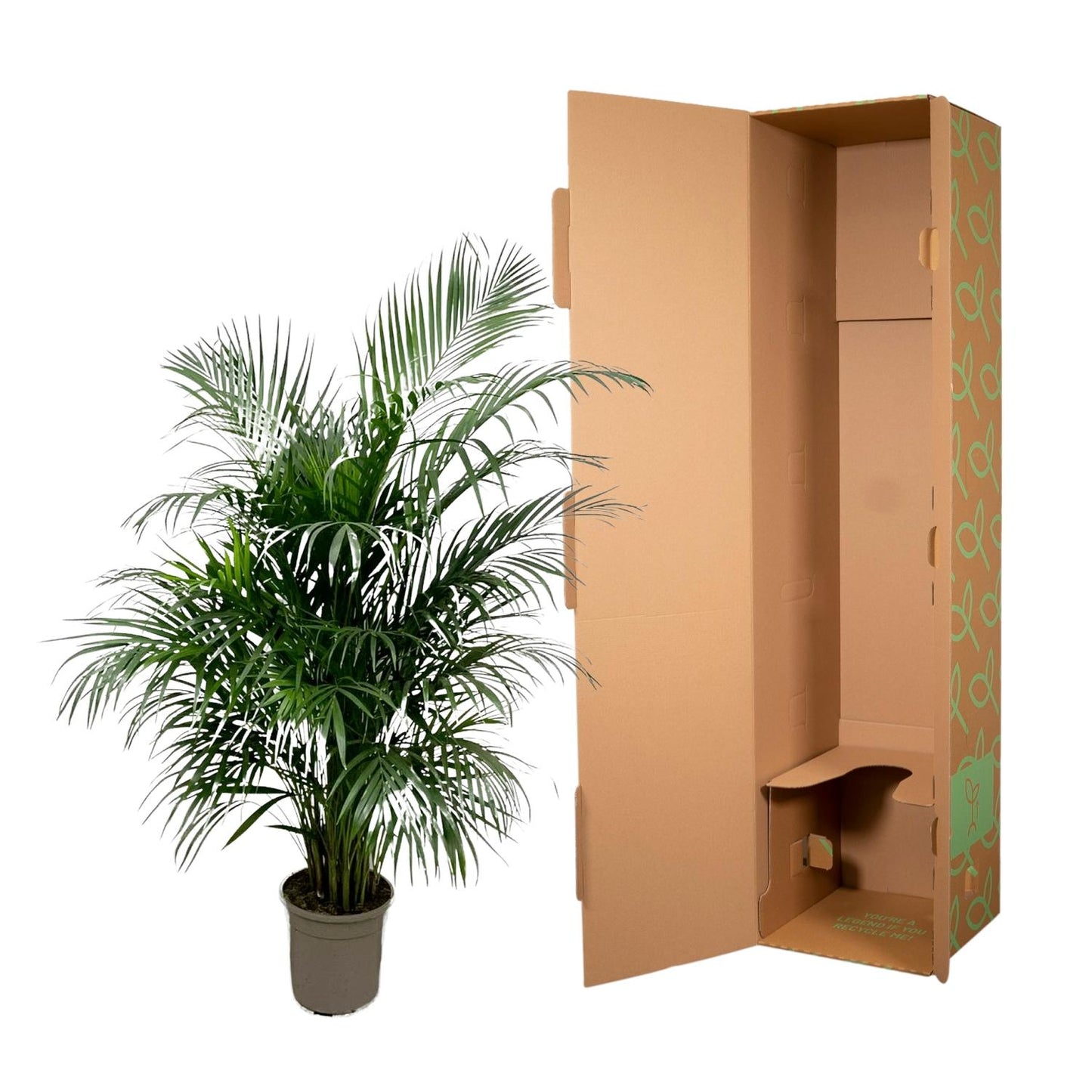 Dypsis Lutescens (Areca-Palme) 150 cm – pflegeleicht & elegant