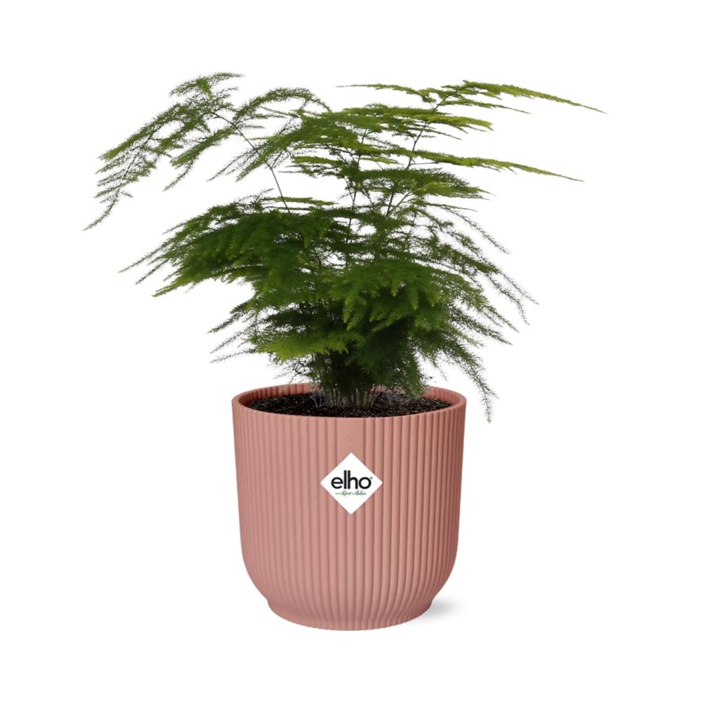 Asparagus Setaceus ‘Plumosus’ im ELHO Vibes Fold 14cm Topf rosa