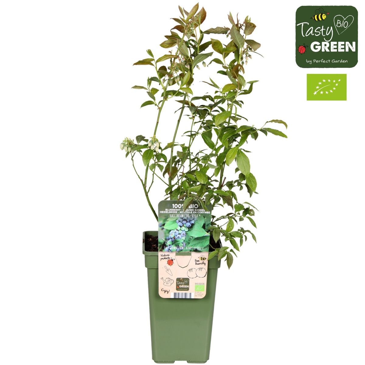 Vaccinium corymbosum 'Reka' - Bio-Blaubeere Ø13cm, 45cm hoch