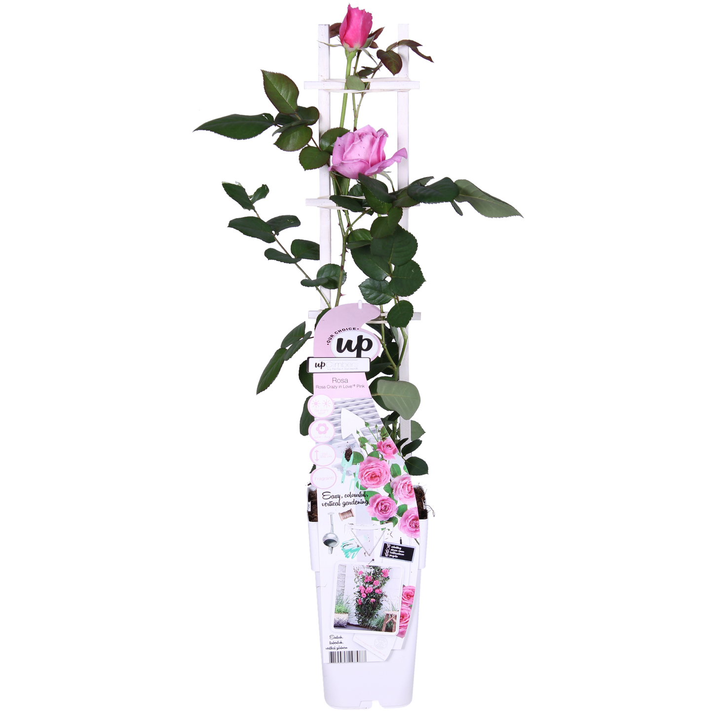 Rosa Crazy in Love 'Pink' – Kletterrose Ø15cm, ca. 65cm hoch