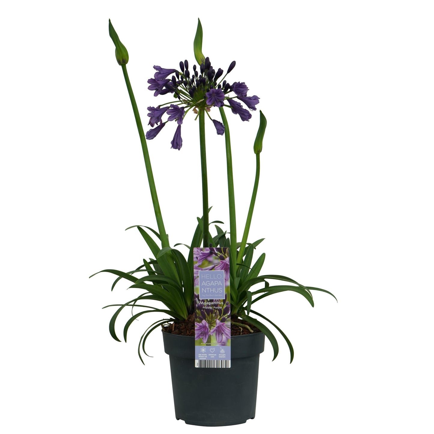 Agapanthus 'Poppin Purple' – Blühende XXL-Pflanze Ø19cm