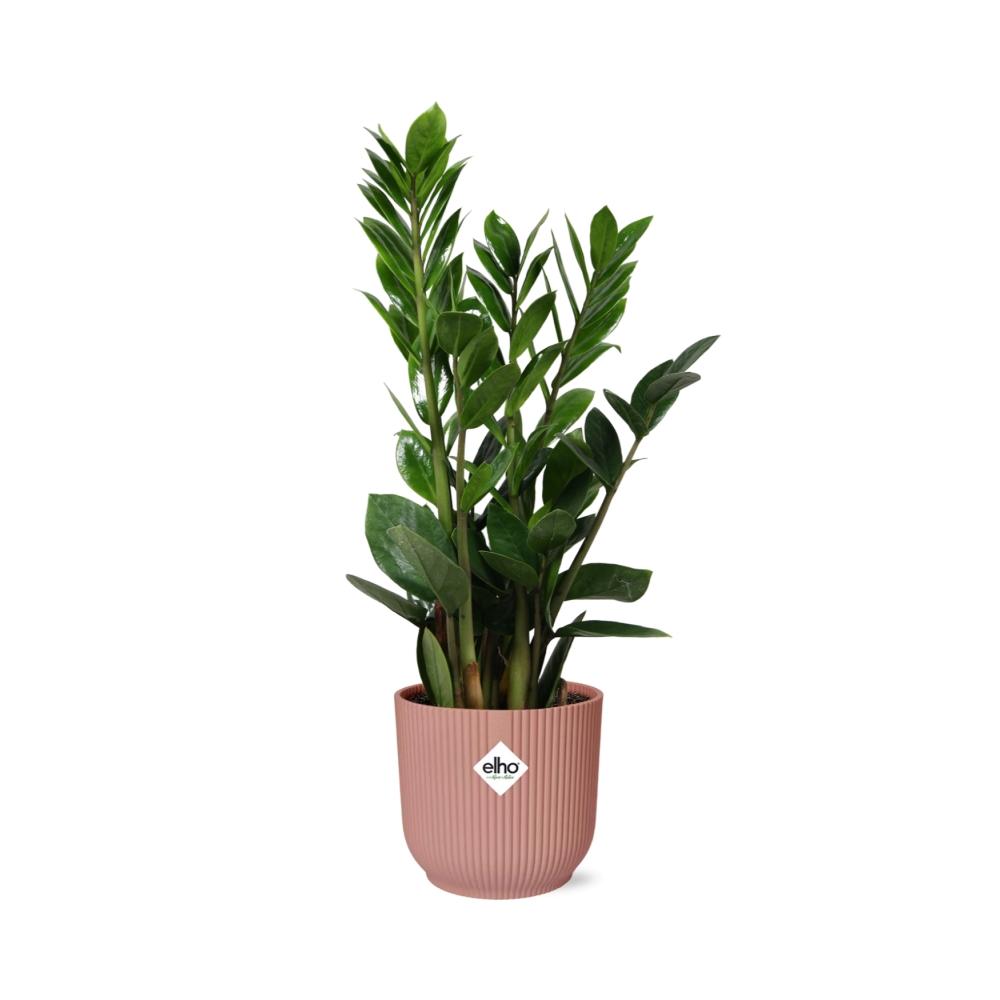 Zamioculcas – Pflegeleichte ZZ-Pflanze im rosa ELHO Vibes Fold Topf