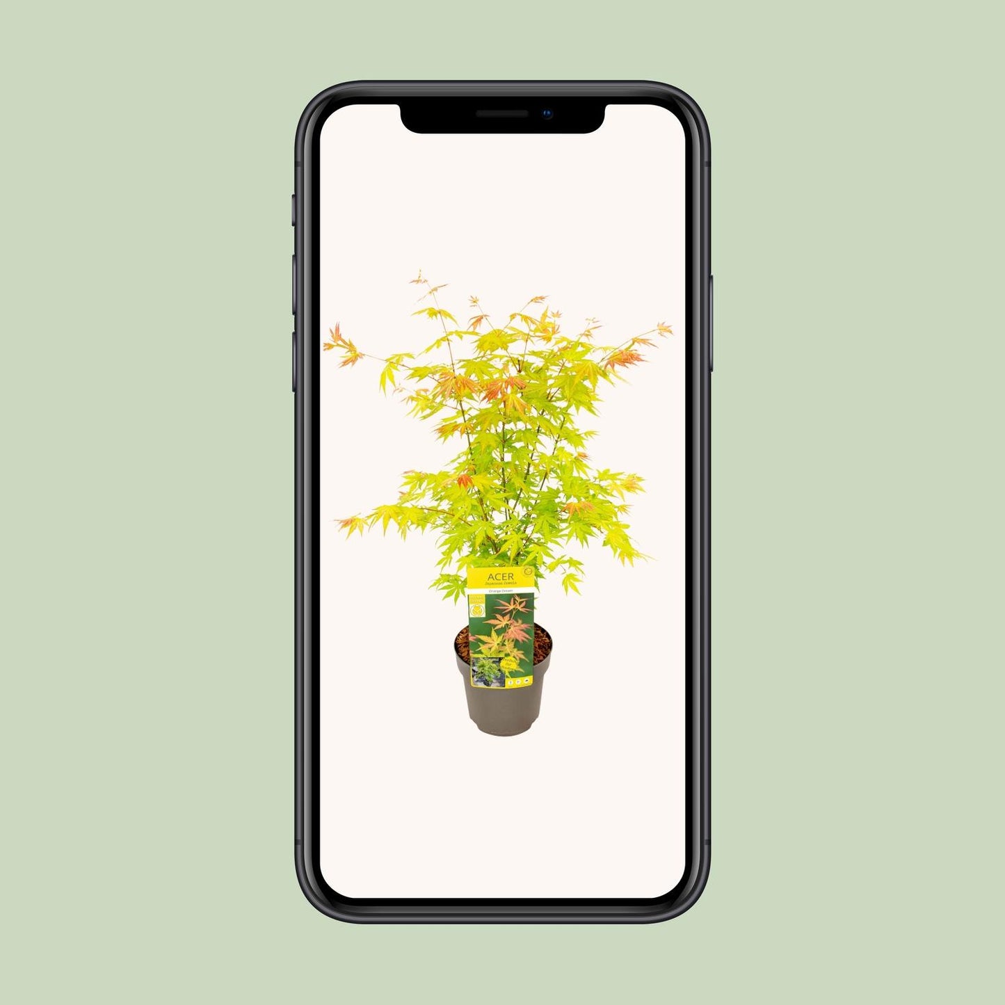 Acer palmatum Orange Dream – Eleganter Japanischer Ahorn Ø19cm