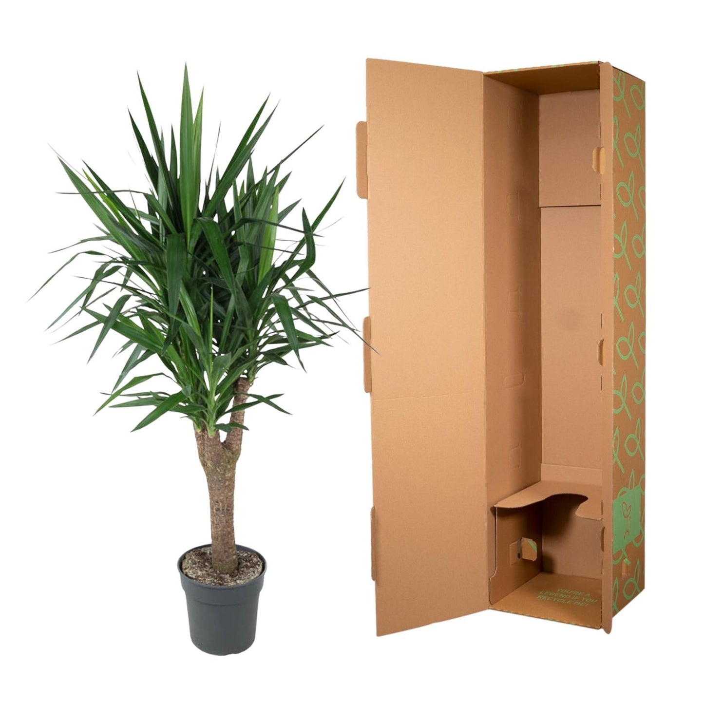 Yucca Elephantipes - Elefantenpalme 150 cm Ø31 cm