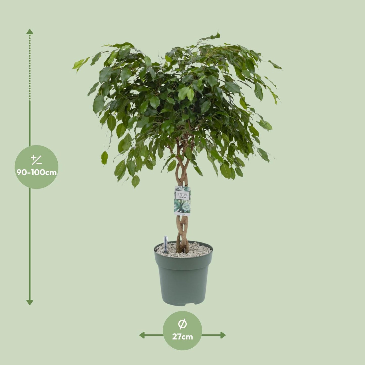 Ficus Adora / Exotica – Pflegeleichter Luftreiniger Ø27cm, 120cm