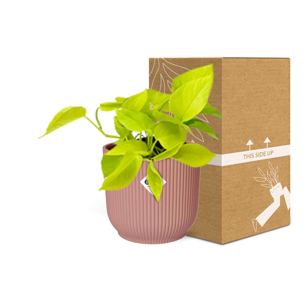 Epipremnum Pinnatum ‘Golden Pothos’ in ELHO Vibes Fold 14cm rosa