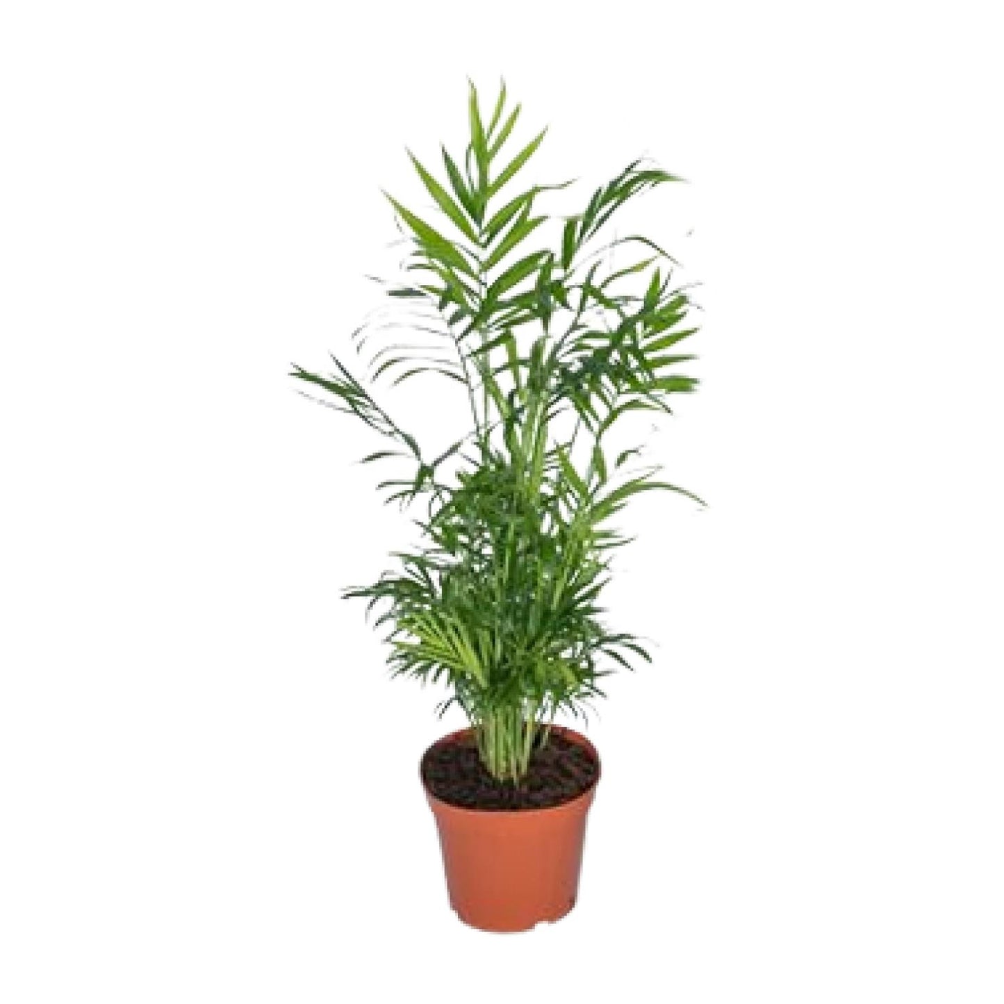 Chamaedorea Elegans – Mexikanische Bergpalme Ø17cm, 55cm hoch