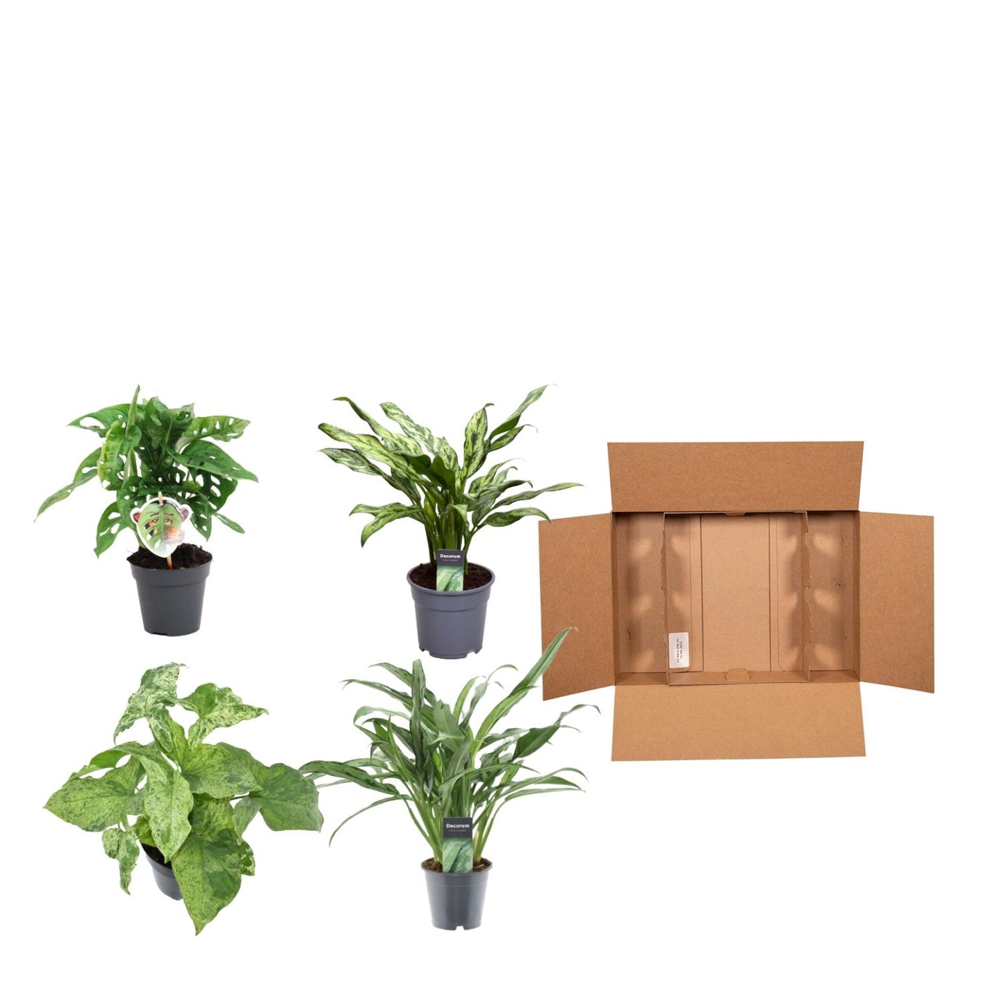 Grüner Mix 4 Pflanzen – Monstera, Aglaonema & Syngonium
