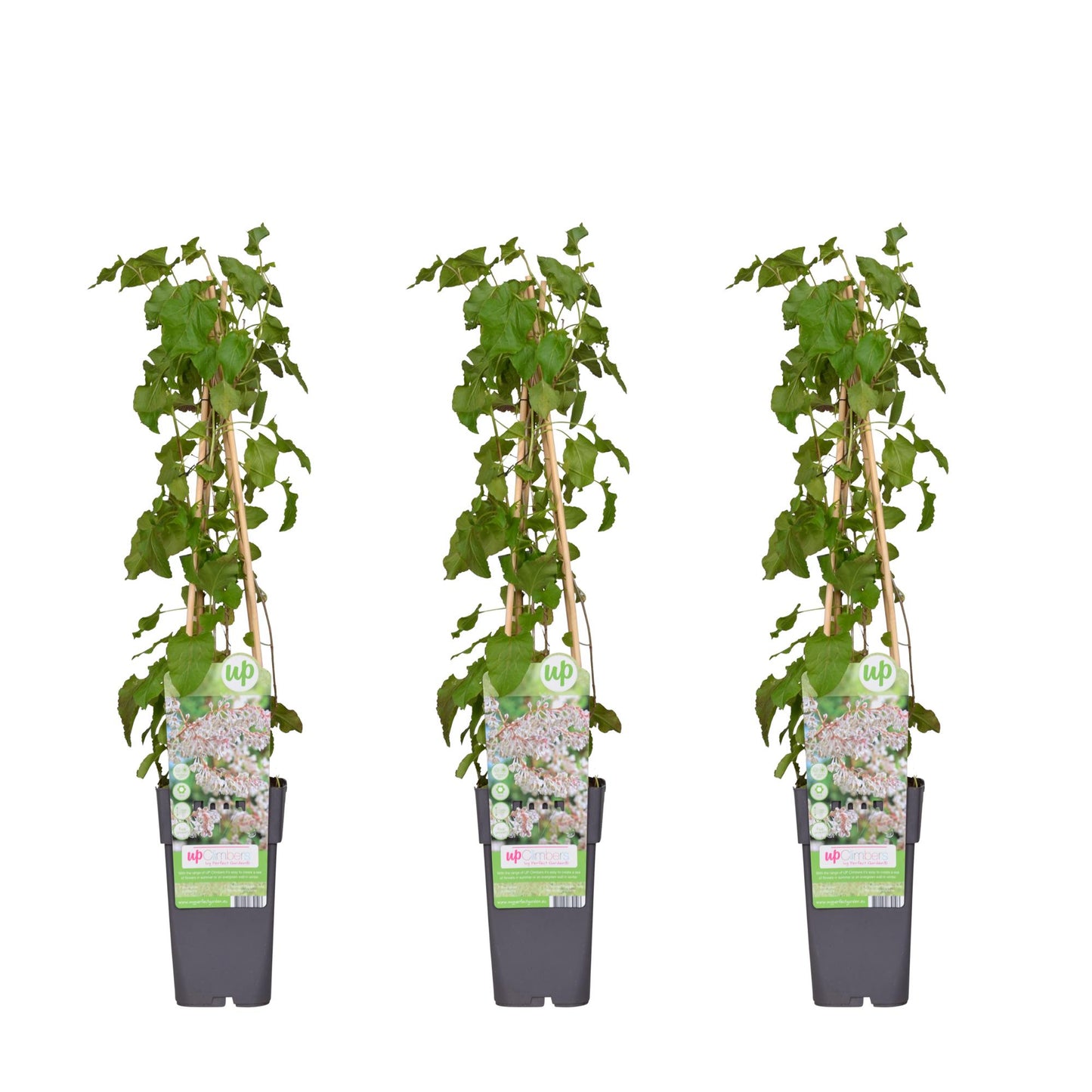 3x Fallopia baldschuanica – Schnellwachsender Laubkletterer Ø15cm