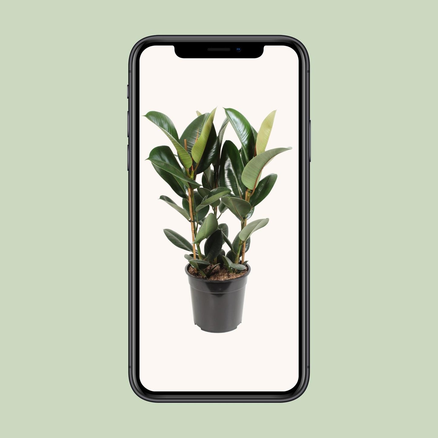 Ficus Elastica Robusta – Pflegeleichter Gummibaum Ø27cm, 85cm hoch
